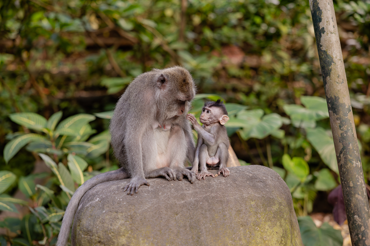 南京网红猴传奇人生！30秒看尽励志故事