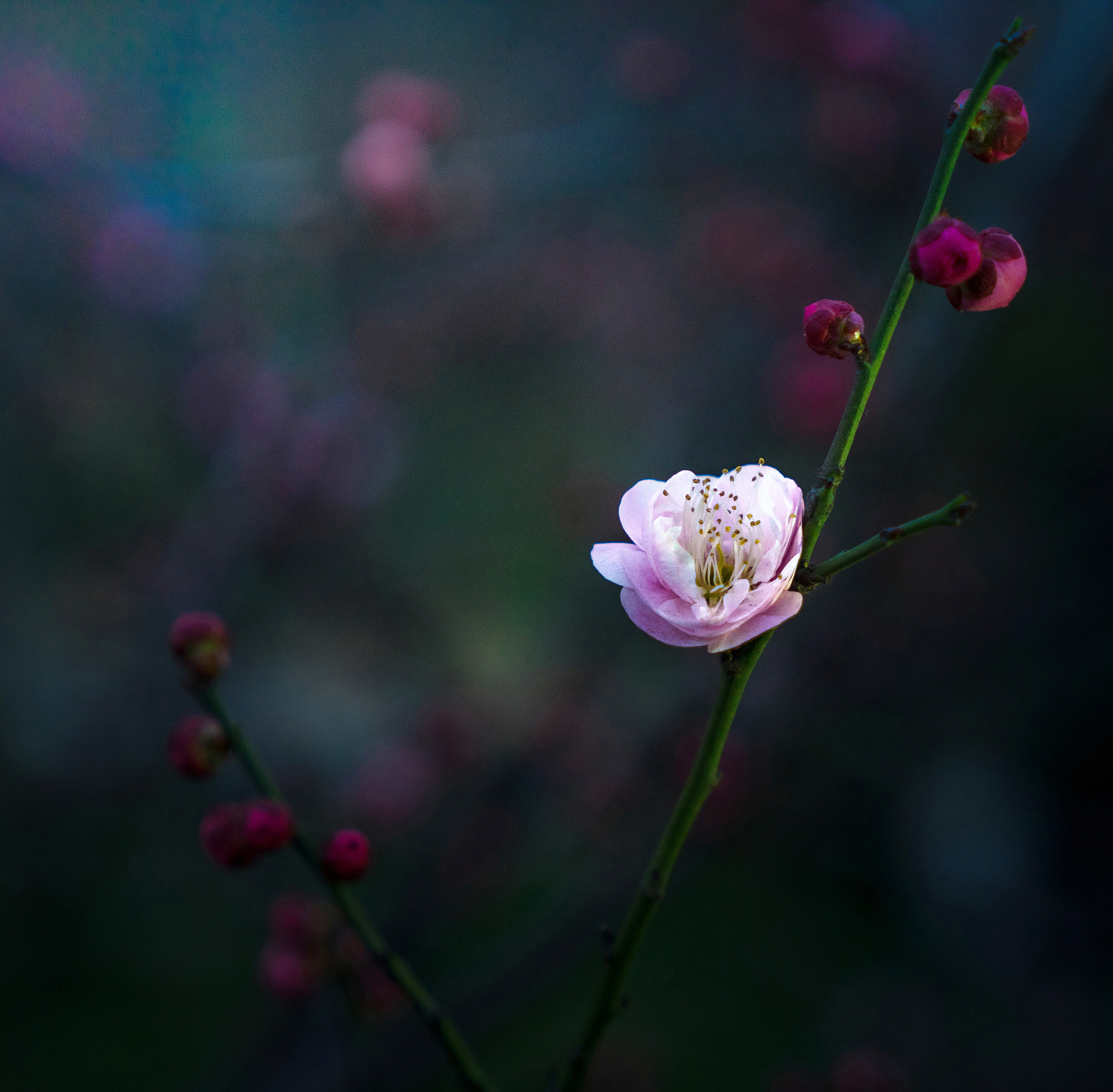 梅花：冬日里的火焰，象征坚韧与希望