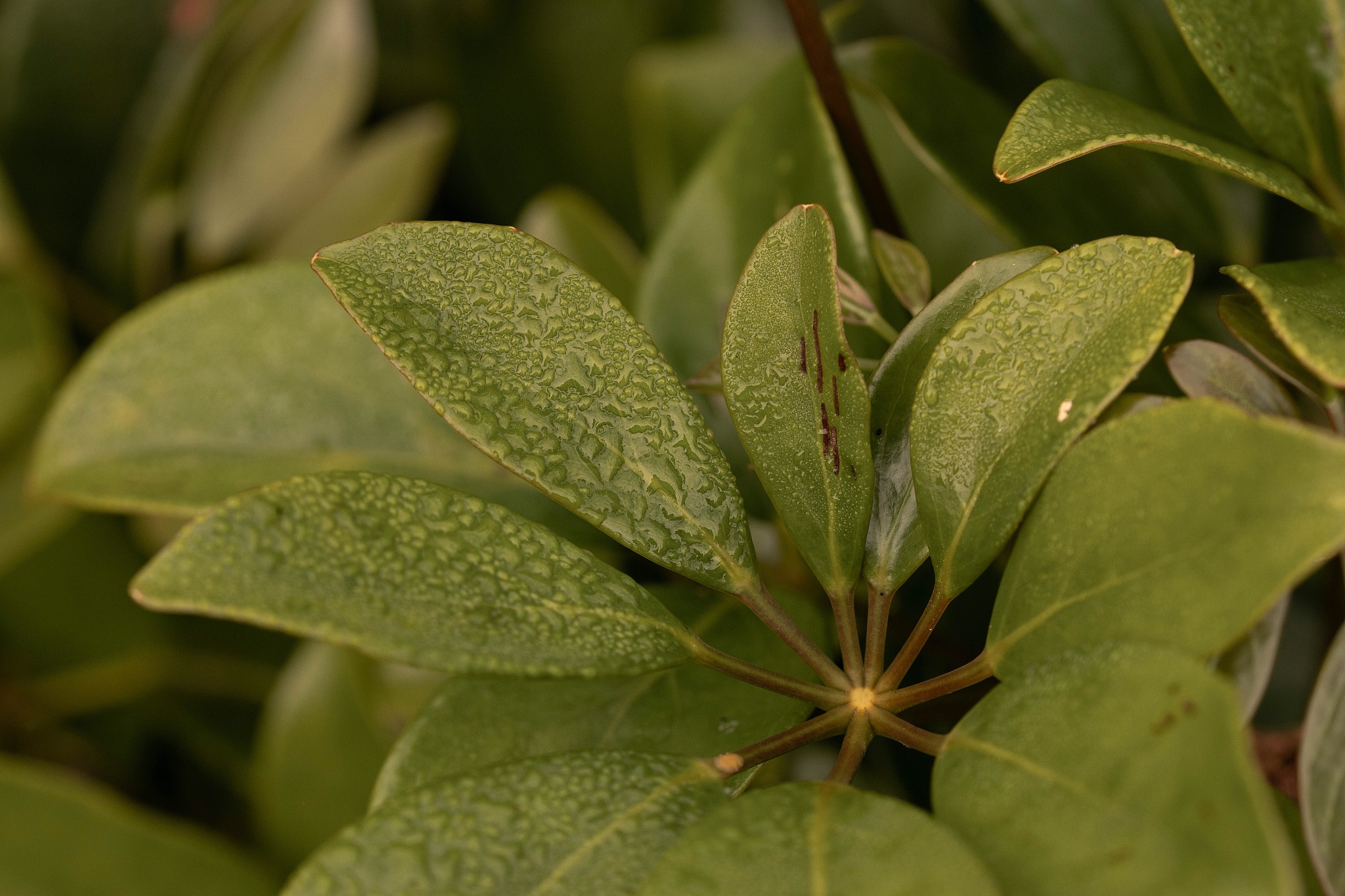 full frame shot of plants during rainy season