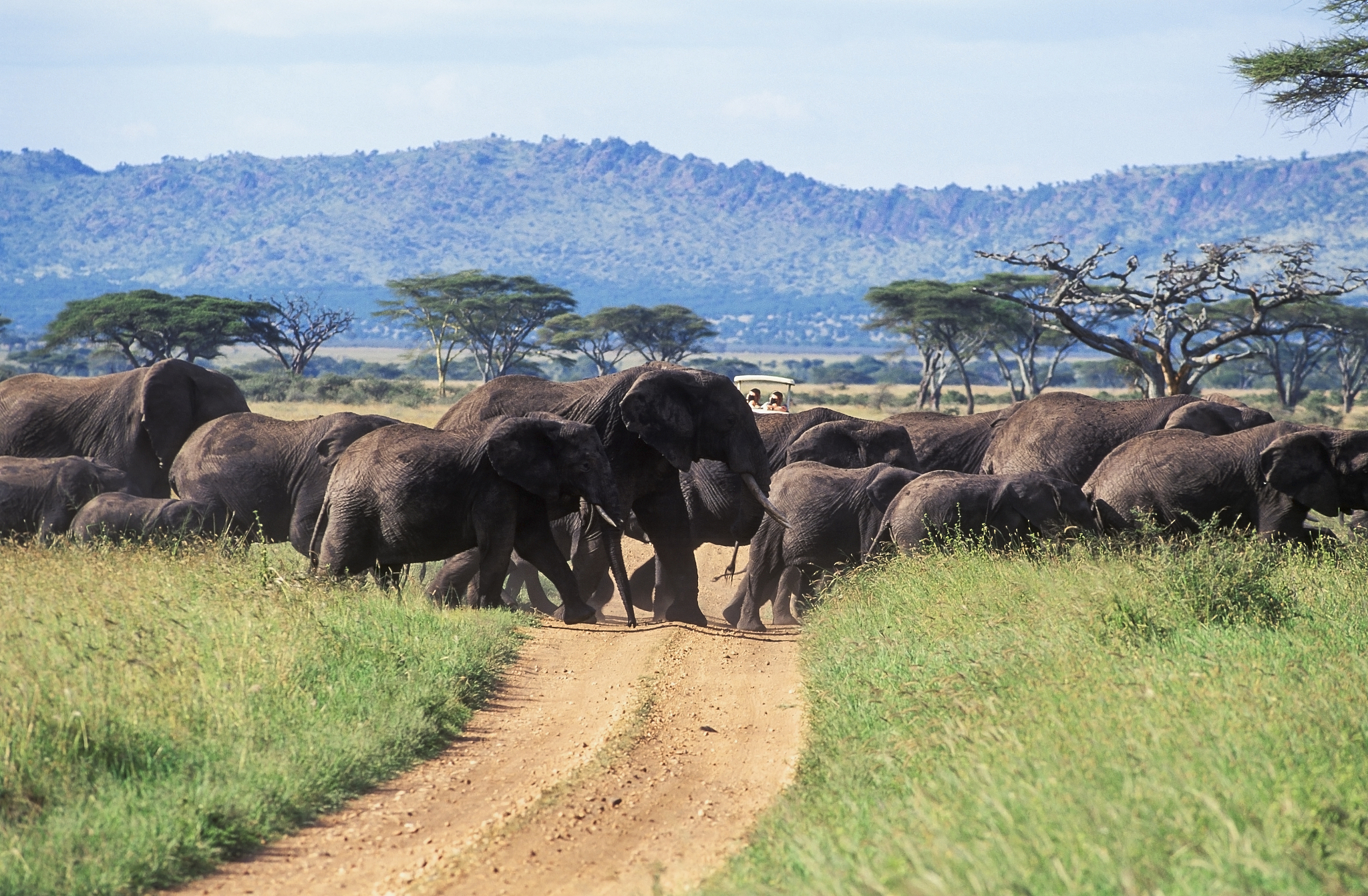 herd of elephants crossing road, seronera valley