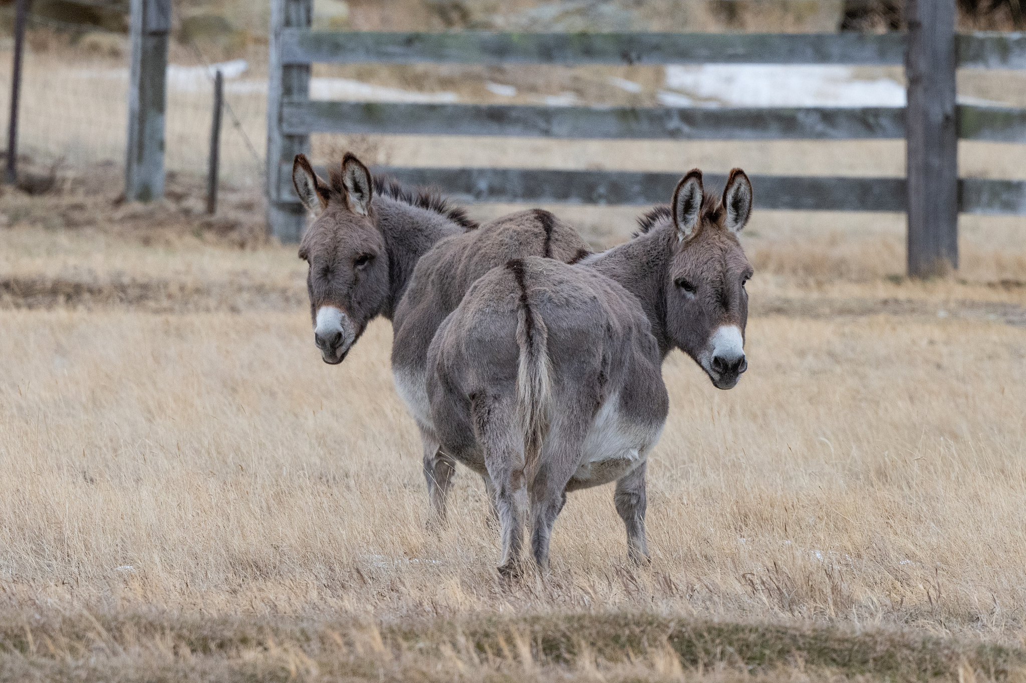 two donkeys turning heads looking at camera