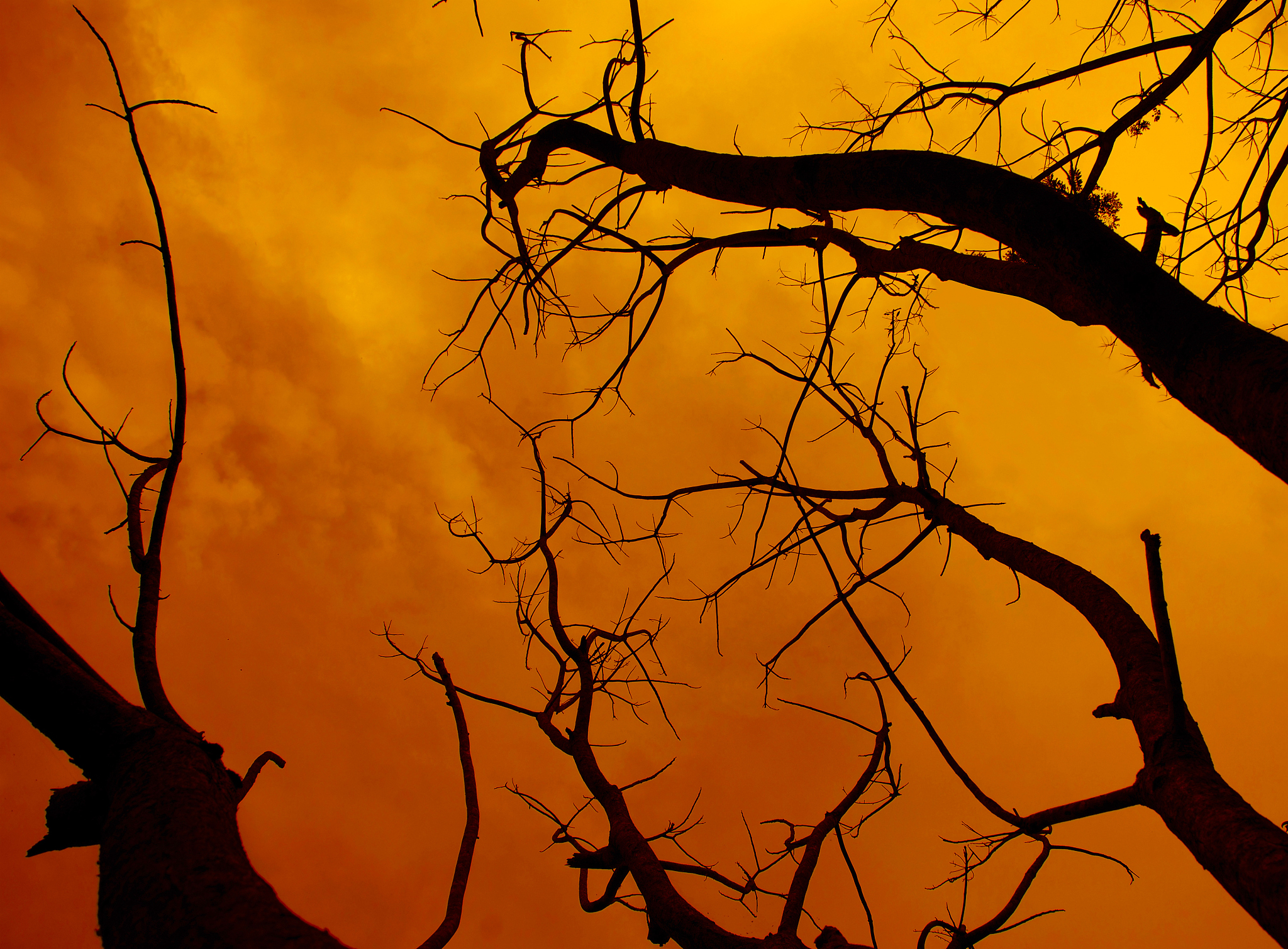 Compare Assassin's Creed Valhalla and RDR2 in detail