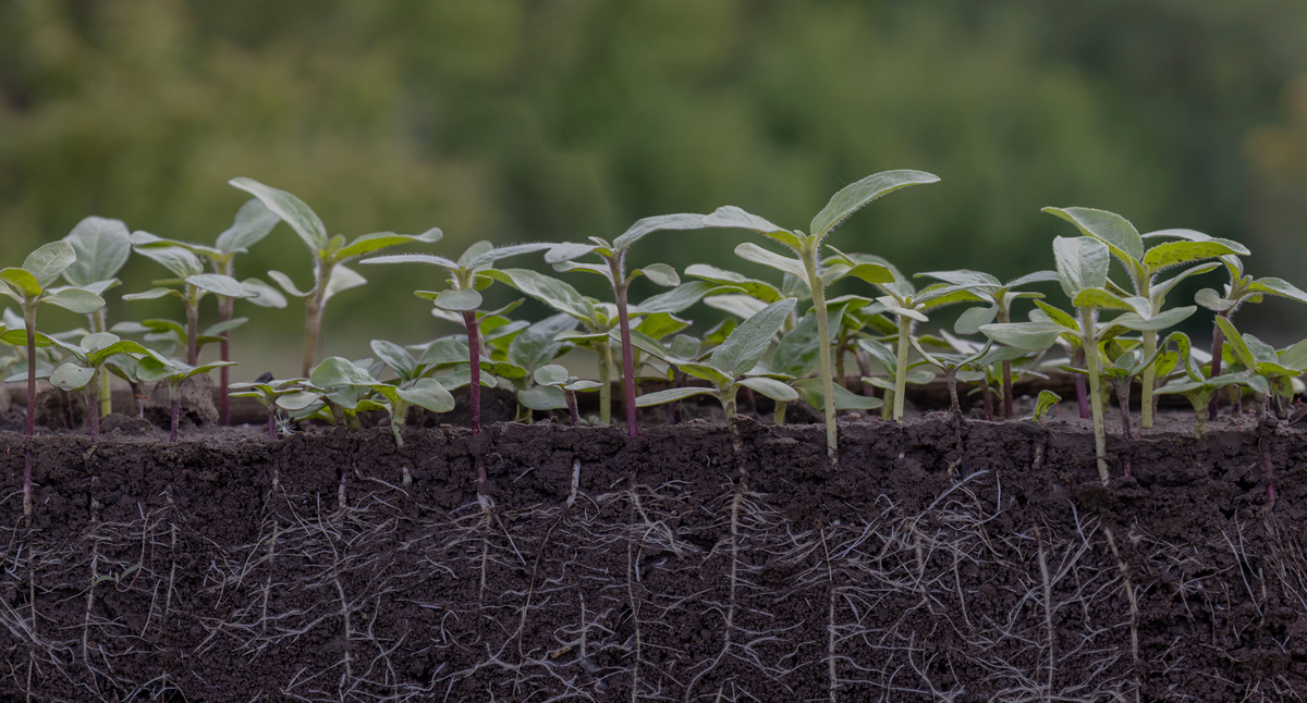 微生物与植物生长为何会导致土壤有效磷降低？