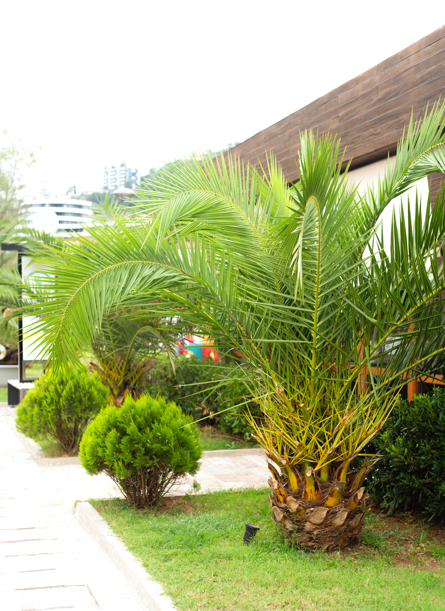 s型椰棕特点回答及拓展