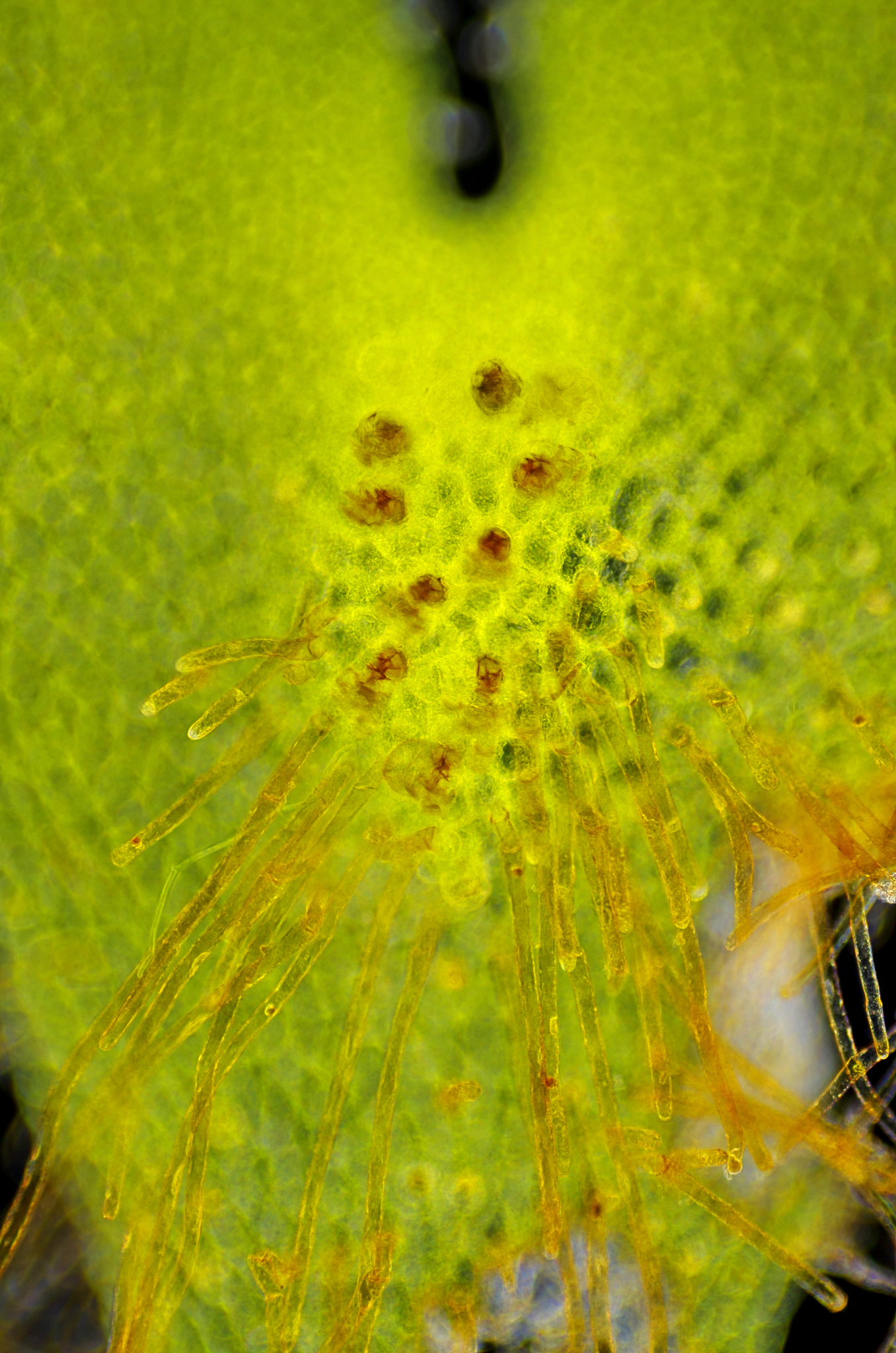 辽宁机电职业技术学院材料成型与控制技术专业课程设置有哪些