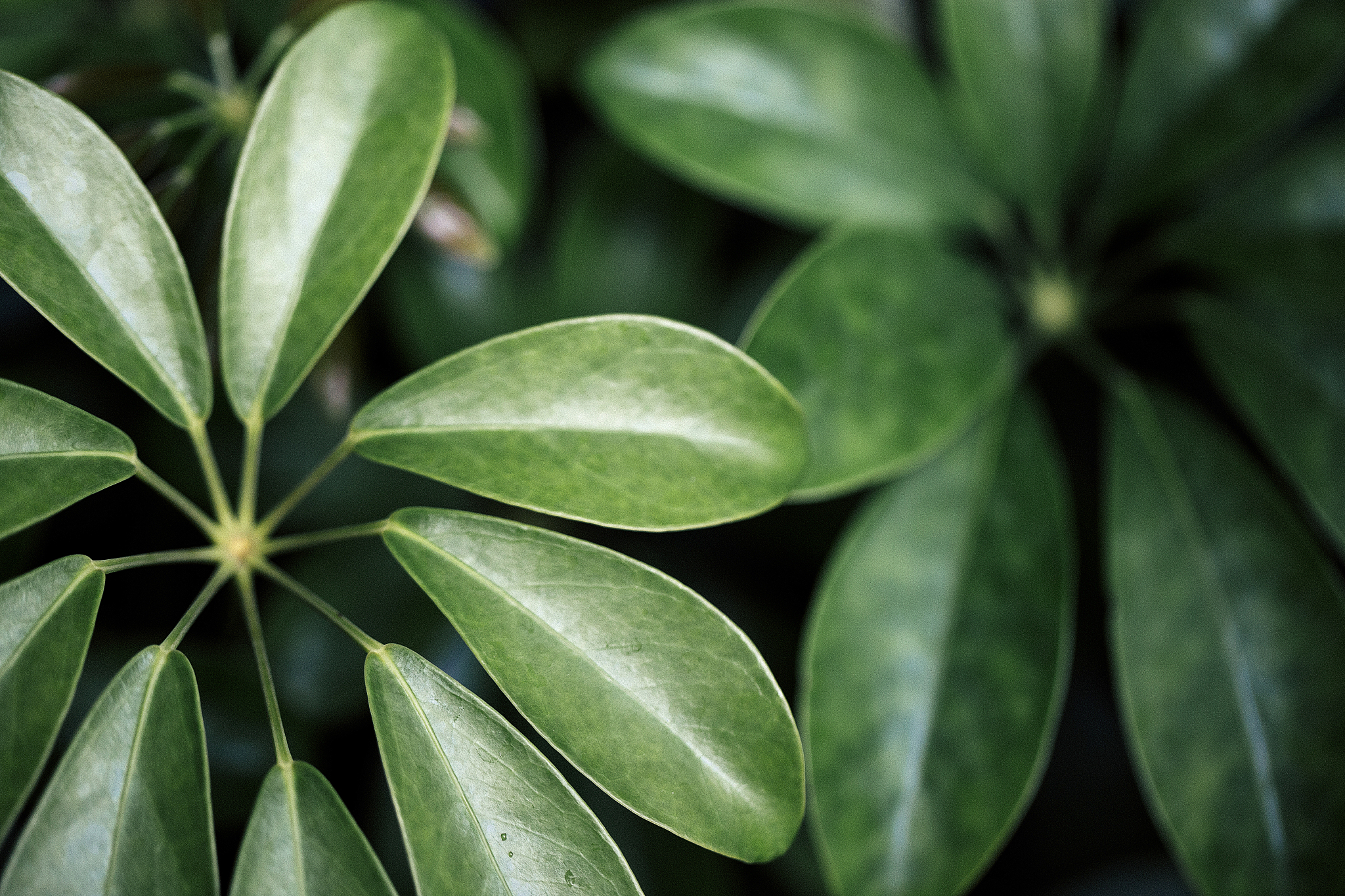 close-up of green leaves