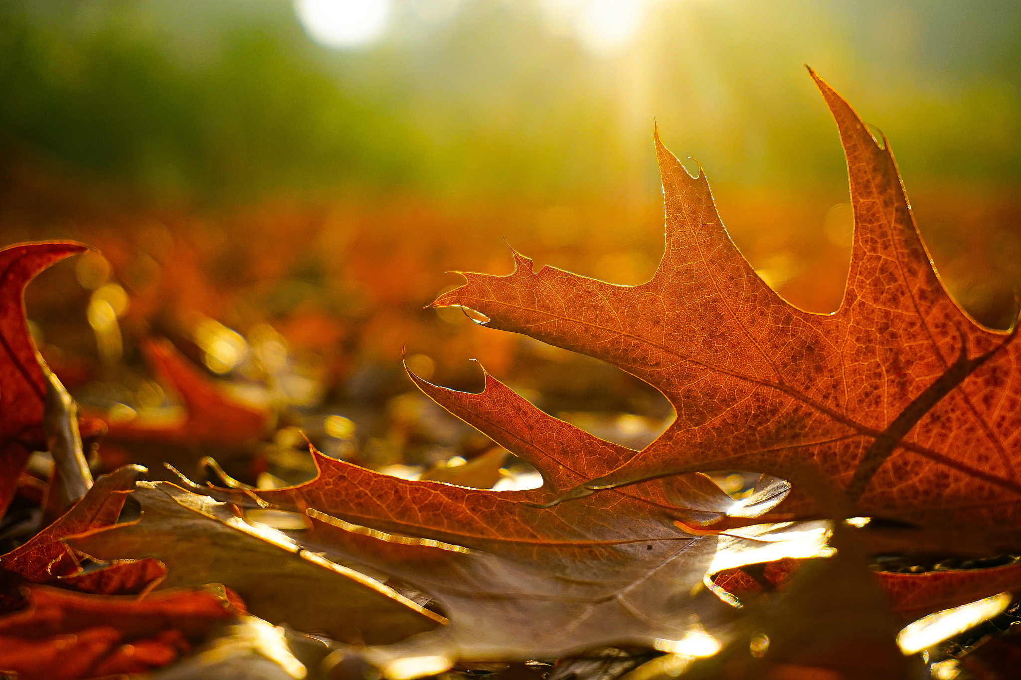 秋风送来寒意枯叶飘舞落地时。万物凋零唯有思念不息。给这首诗写个解释200字左右