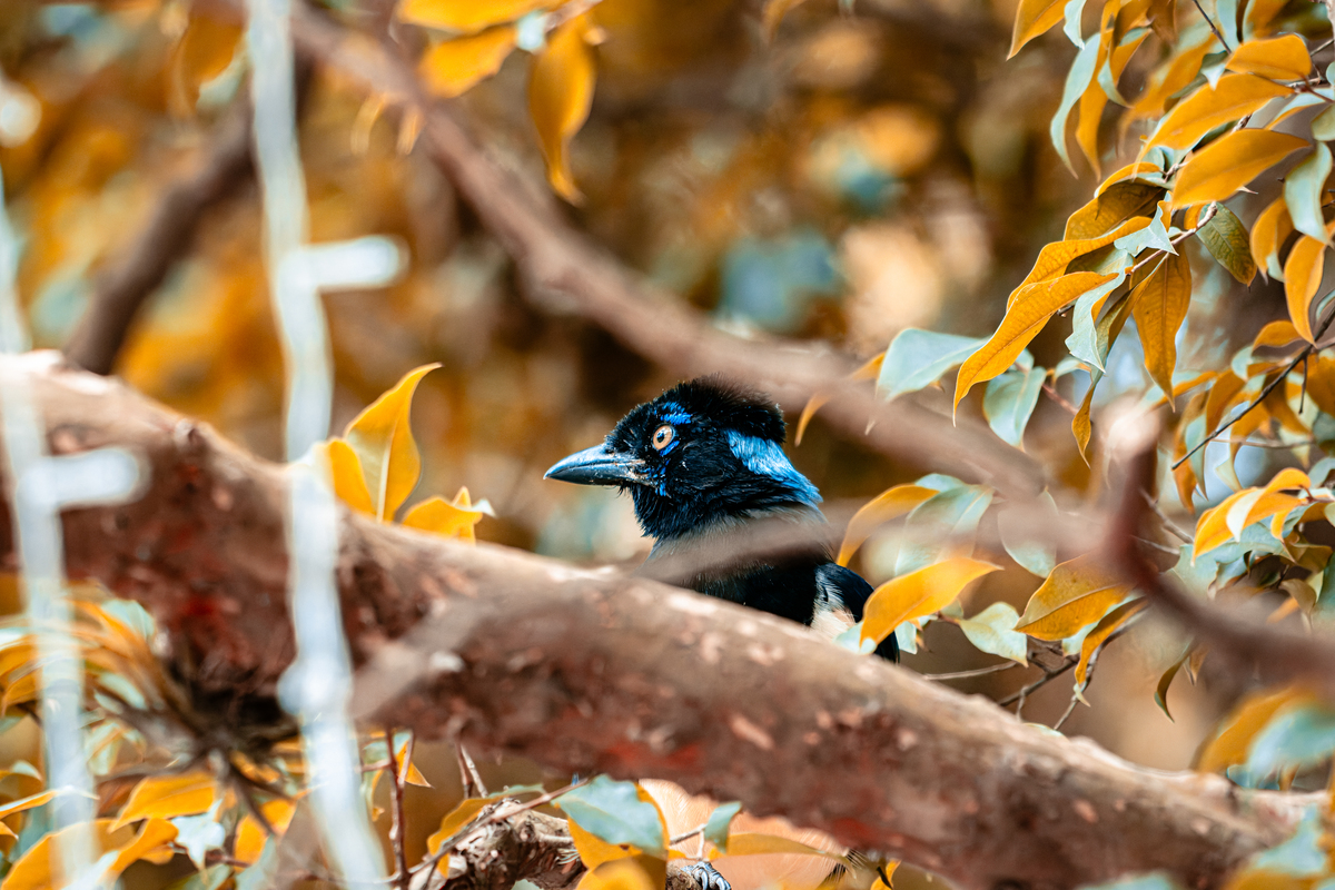 秋天的音节：感受自然的音乐