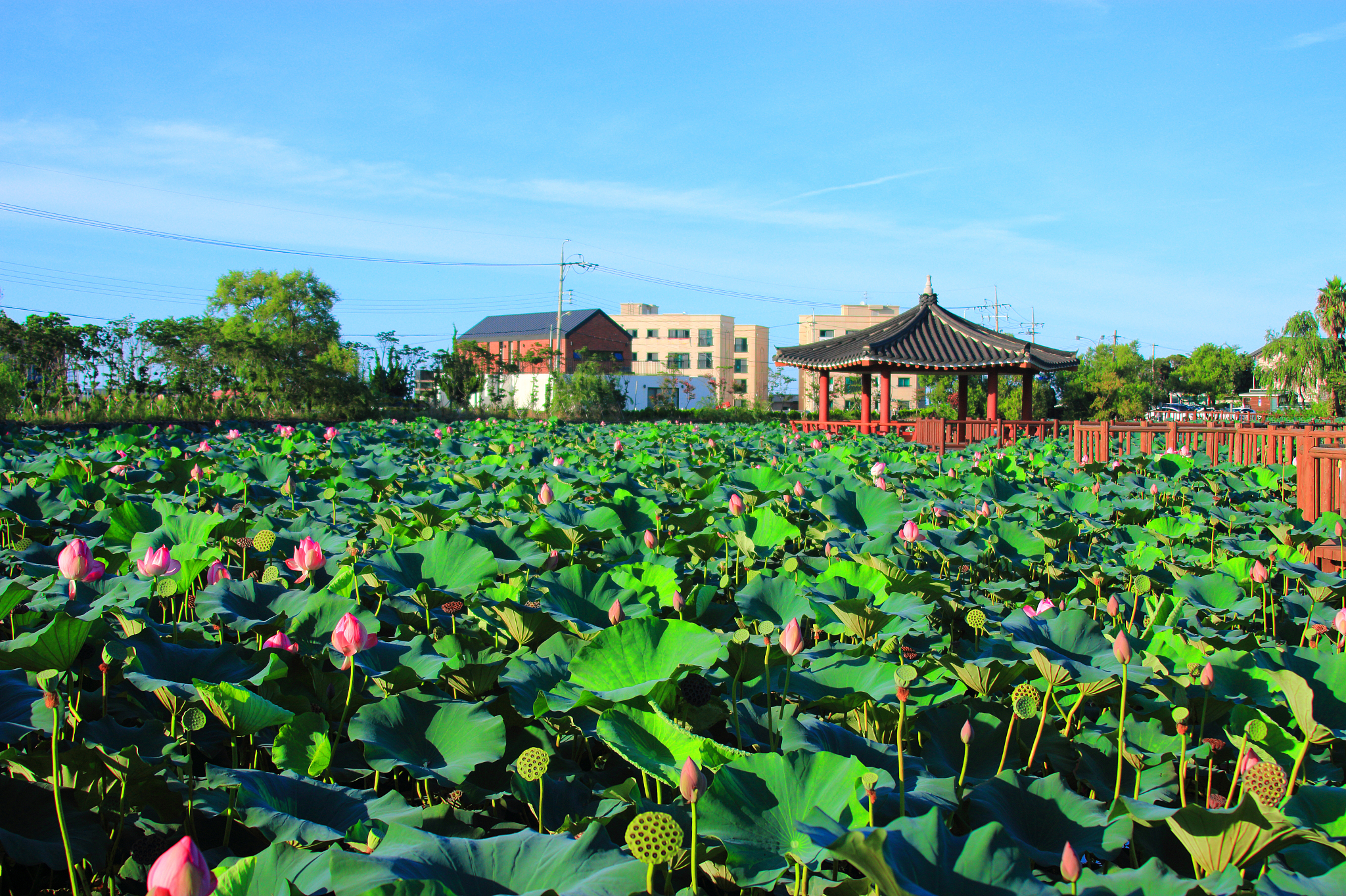 flower garden, pond, lotus,
