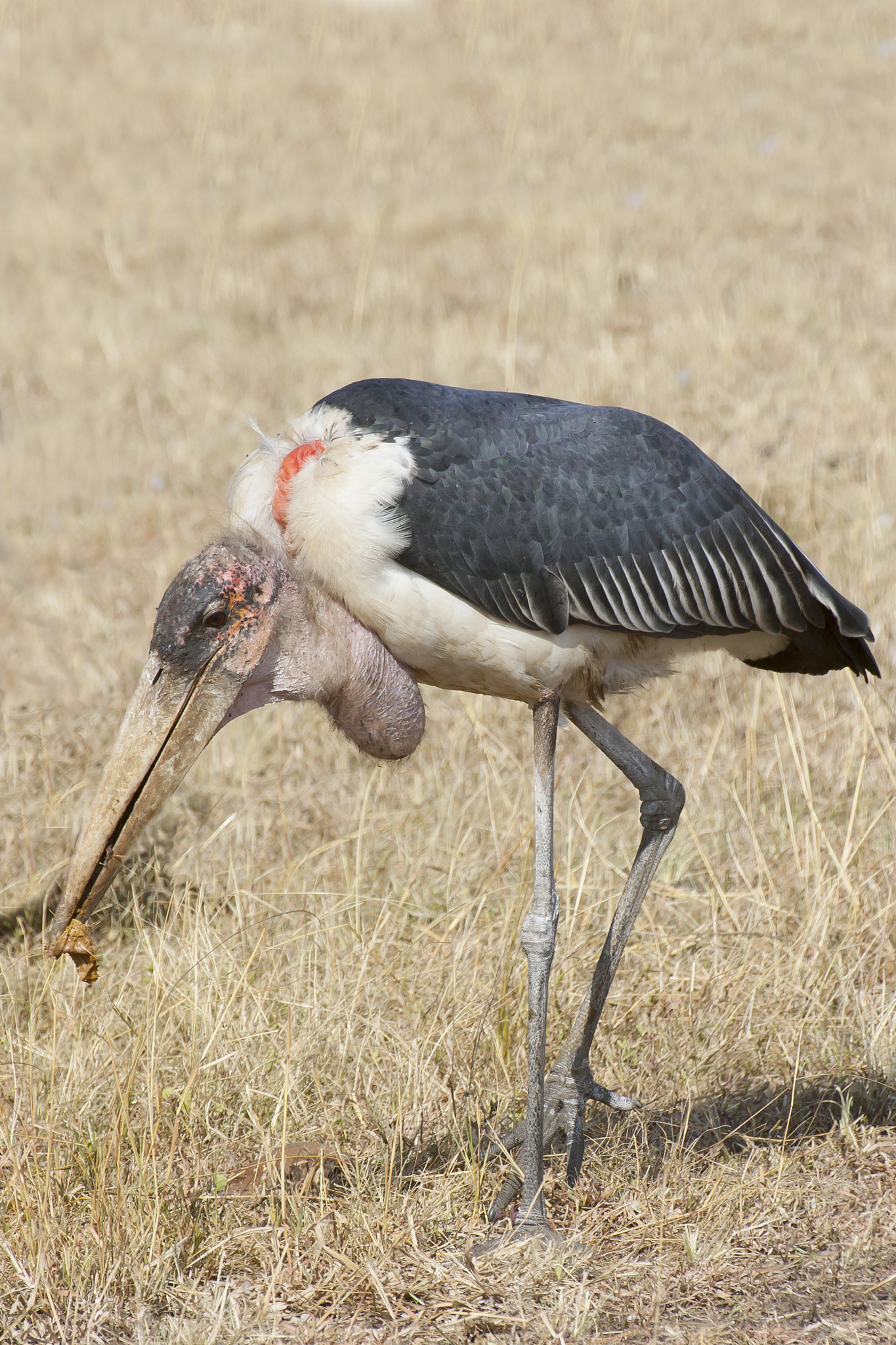 marabou stork with full crop eating