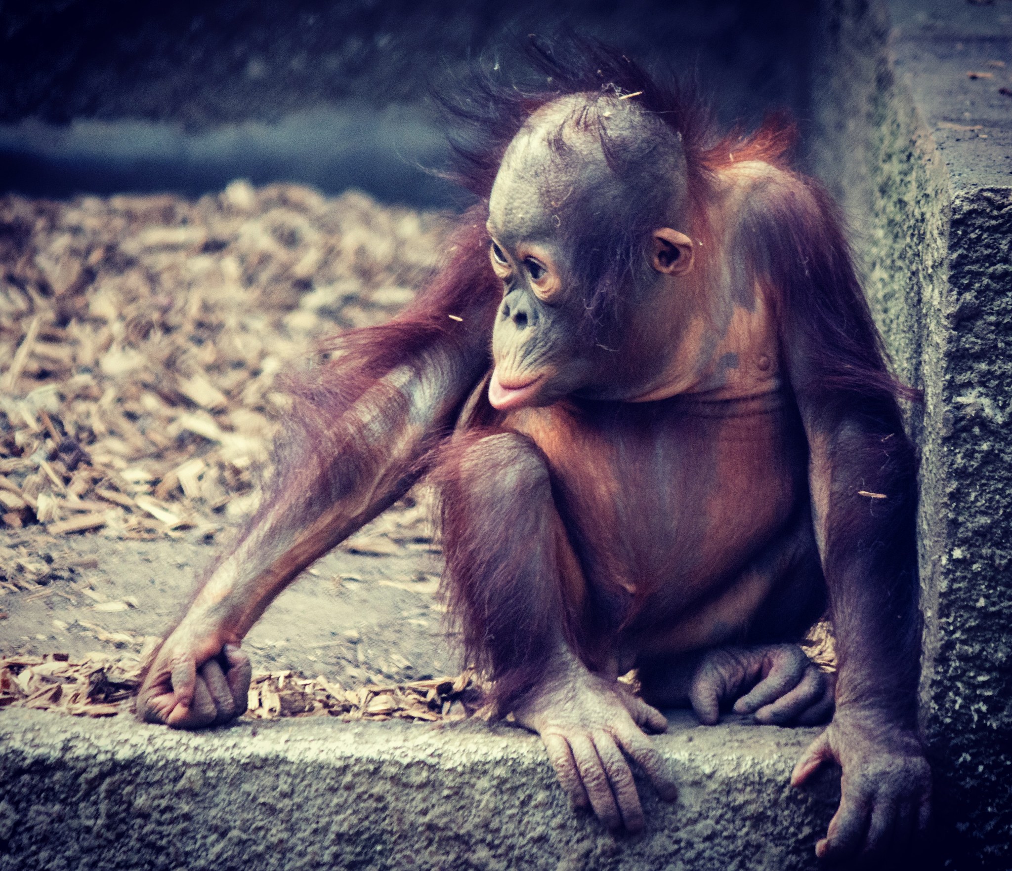 你能帮我模仿加来道雄 用一种具体的动物种类的科学家的视角写对个别人类的观察与思考 写一篇不少于300字的随笔吗