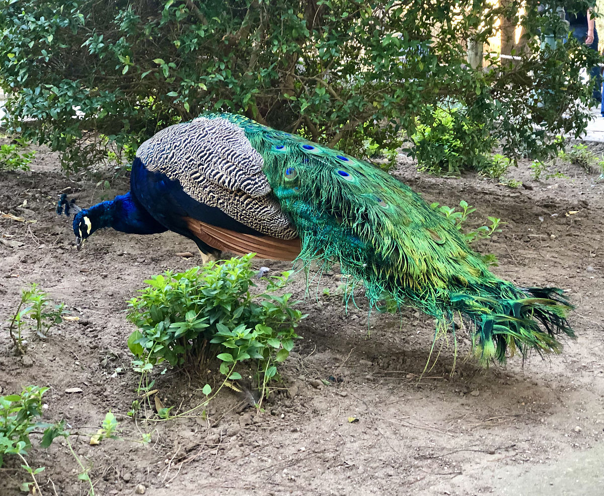 孔雀开屏的秘密：搞笑动物冷知识