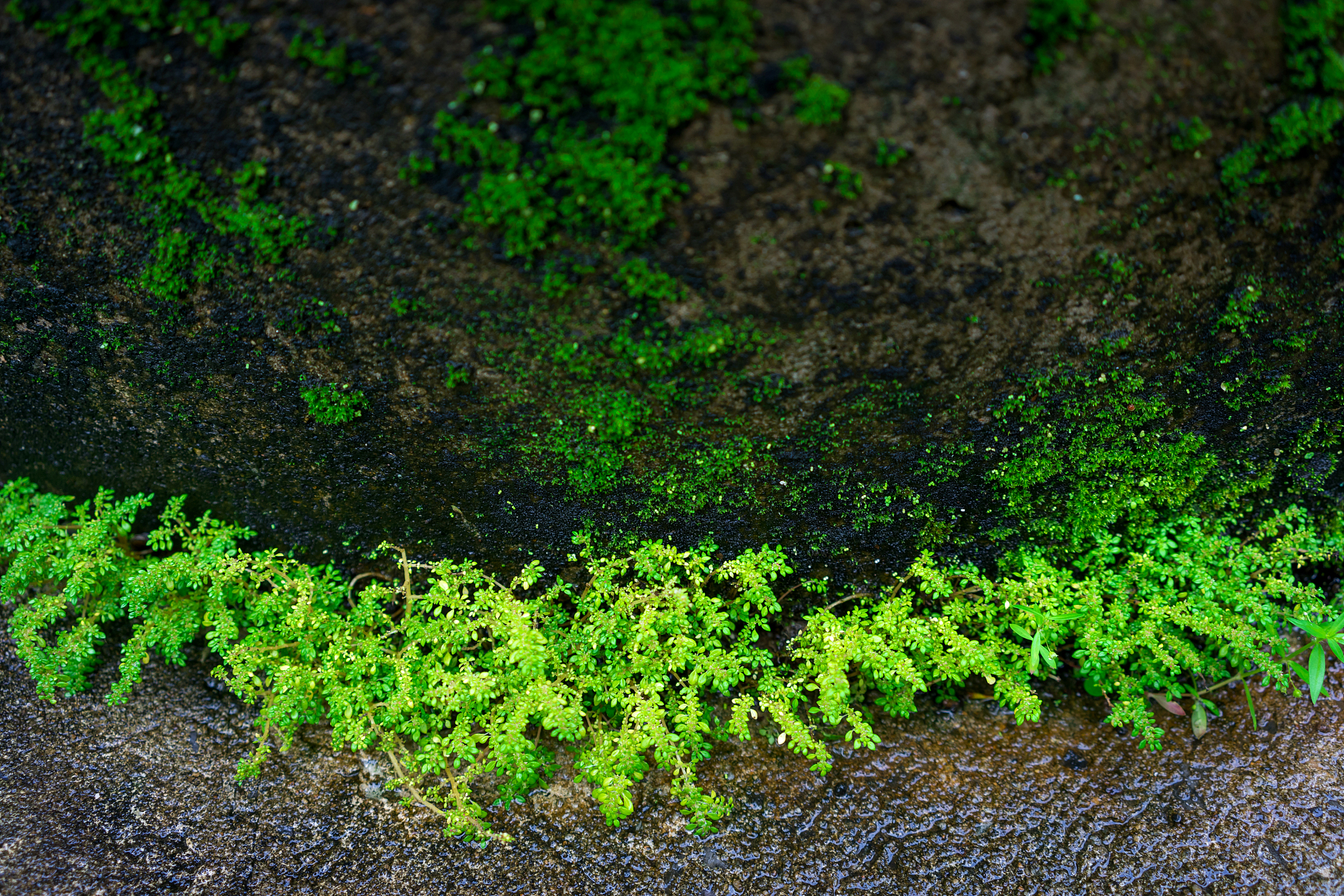 秭归兰陵溪茶园的苔藓根系生长在岩石上的机理