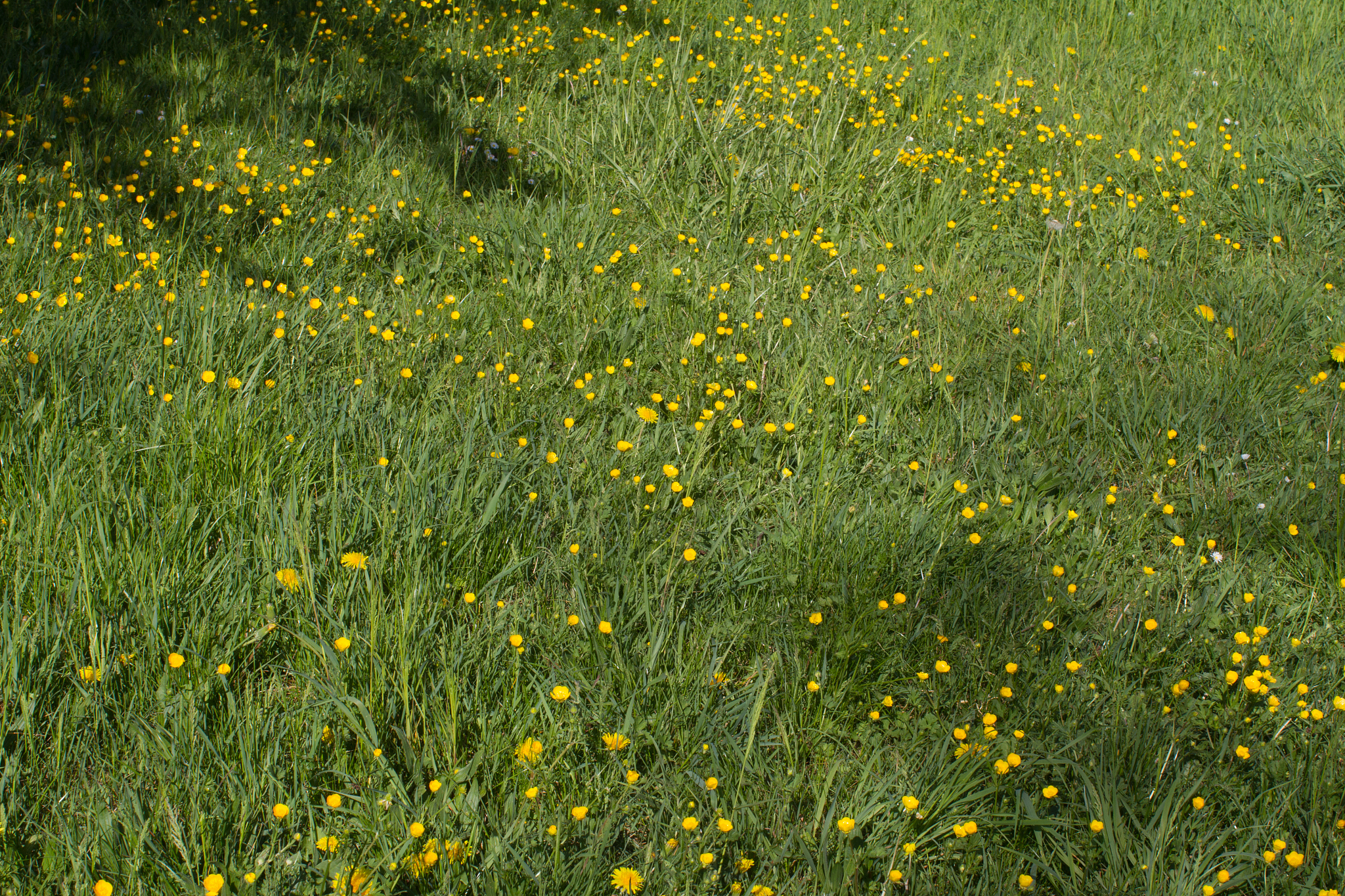 生物多样性对草地分等的影响