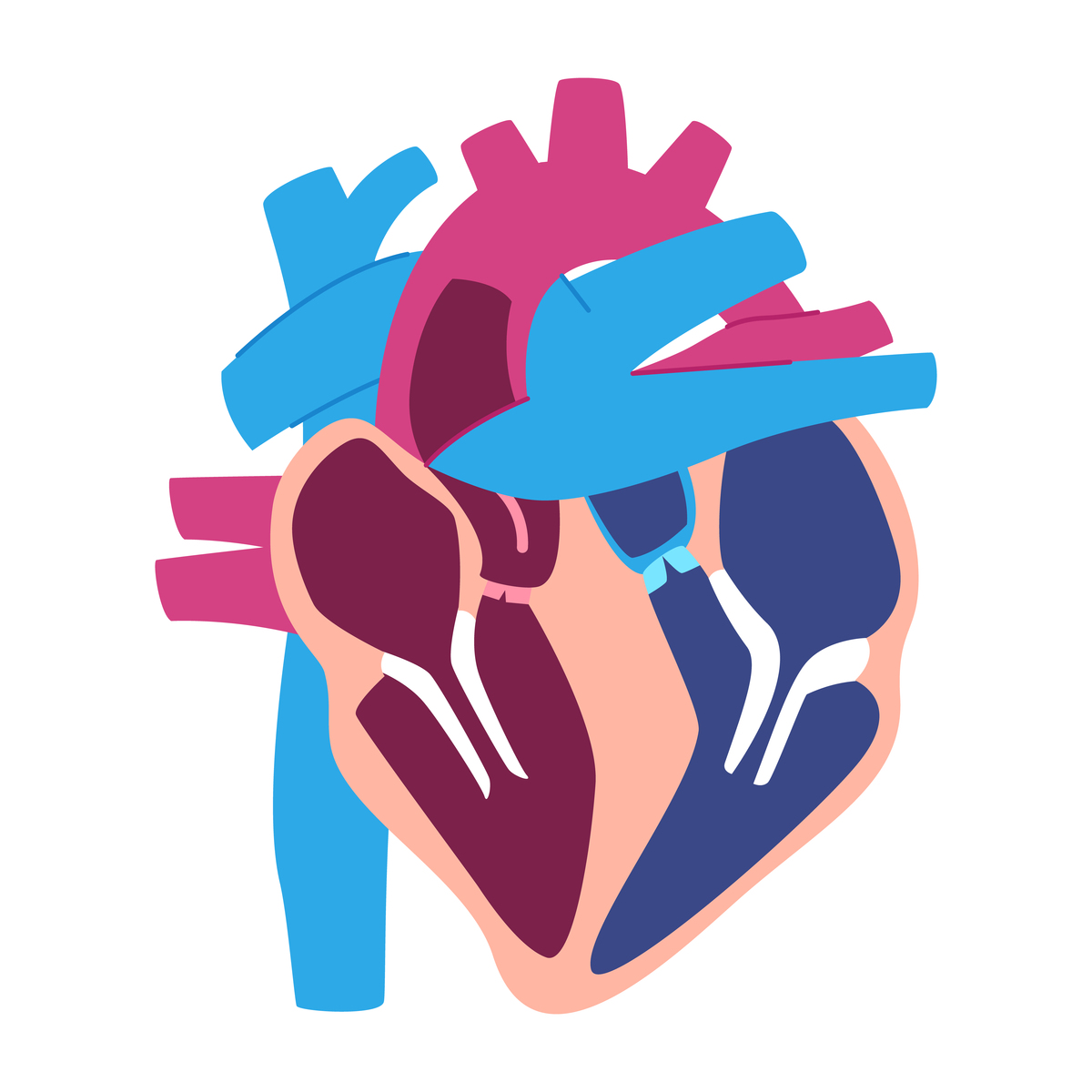 右心室的解剖特点