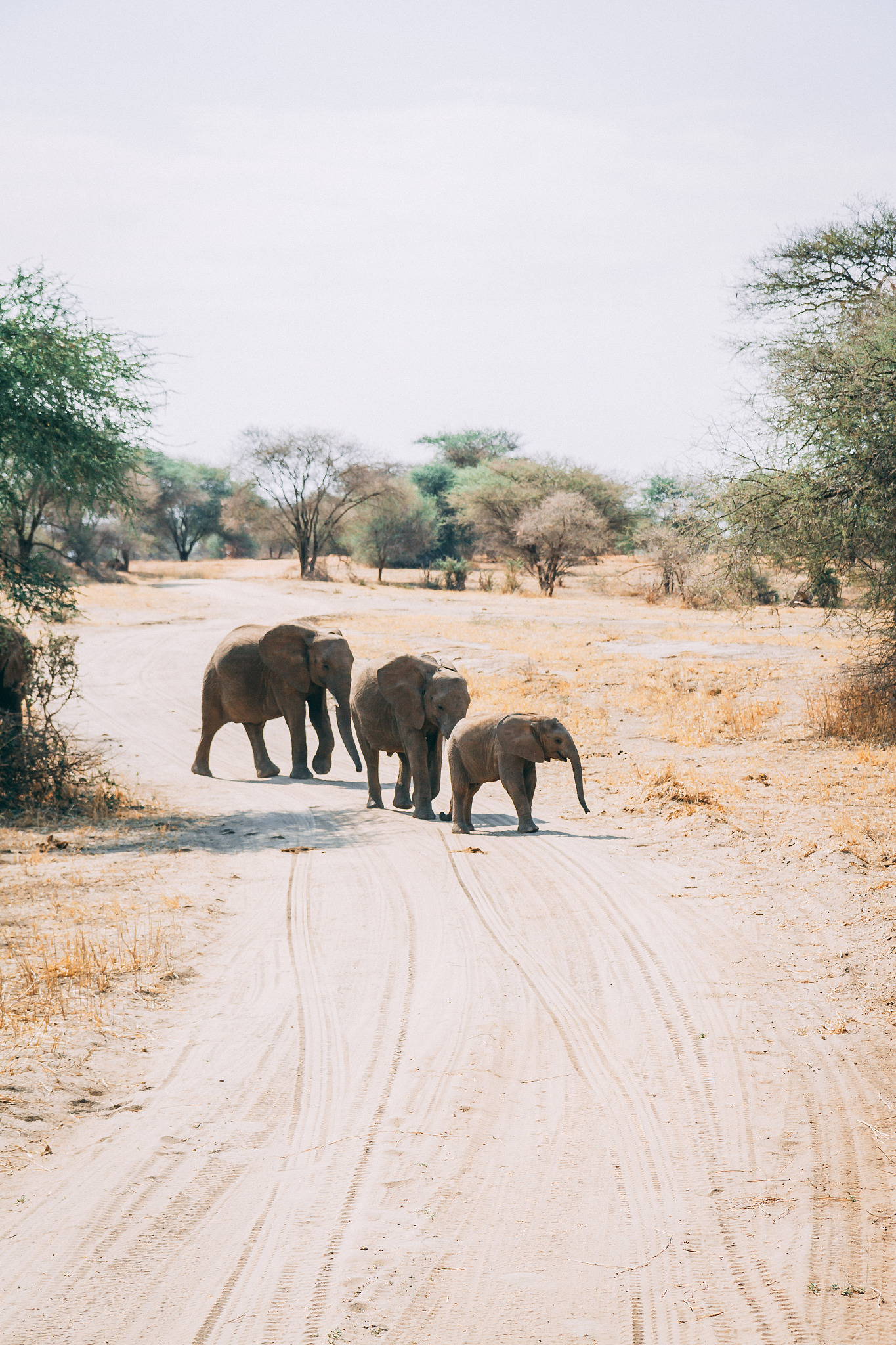 african elephants in tanzania on safari