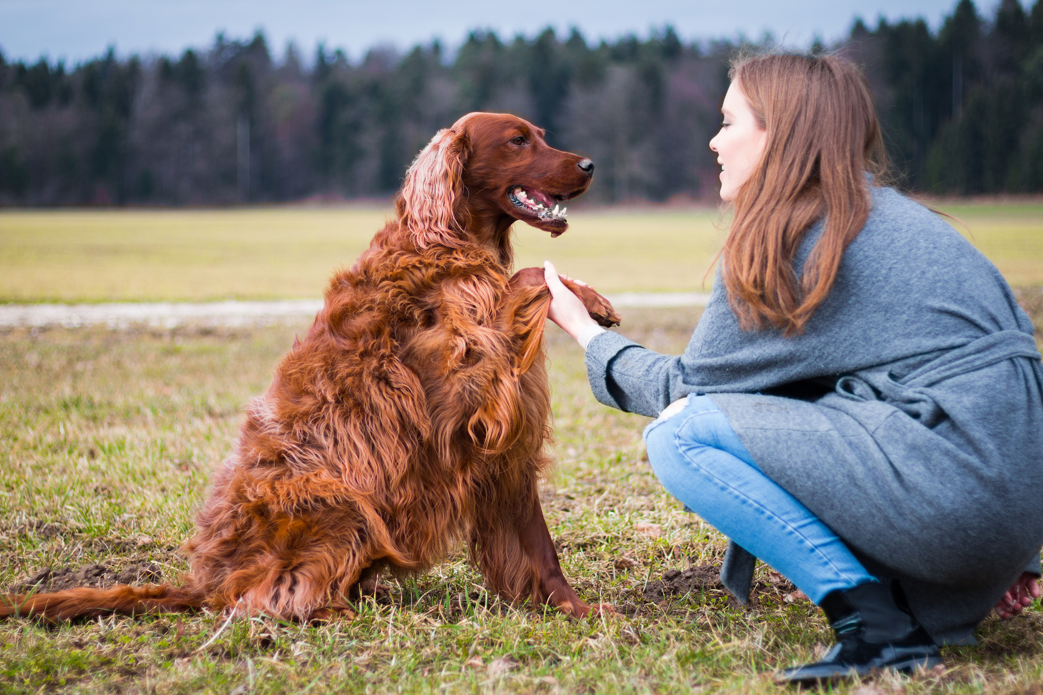 狗：我最喜欢的动物 - 忠诚的伙伴和家庭成员
