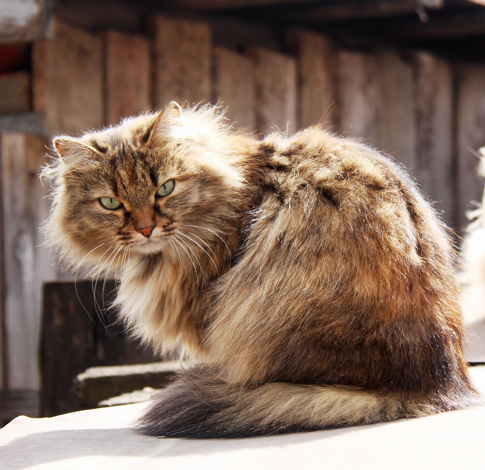 野生猫咪如何处理毛球？