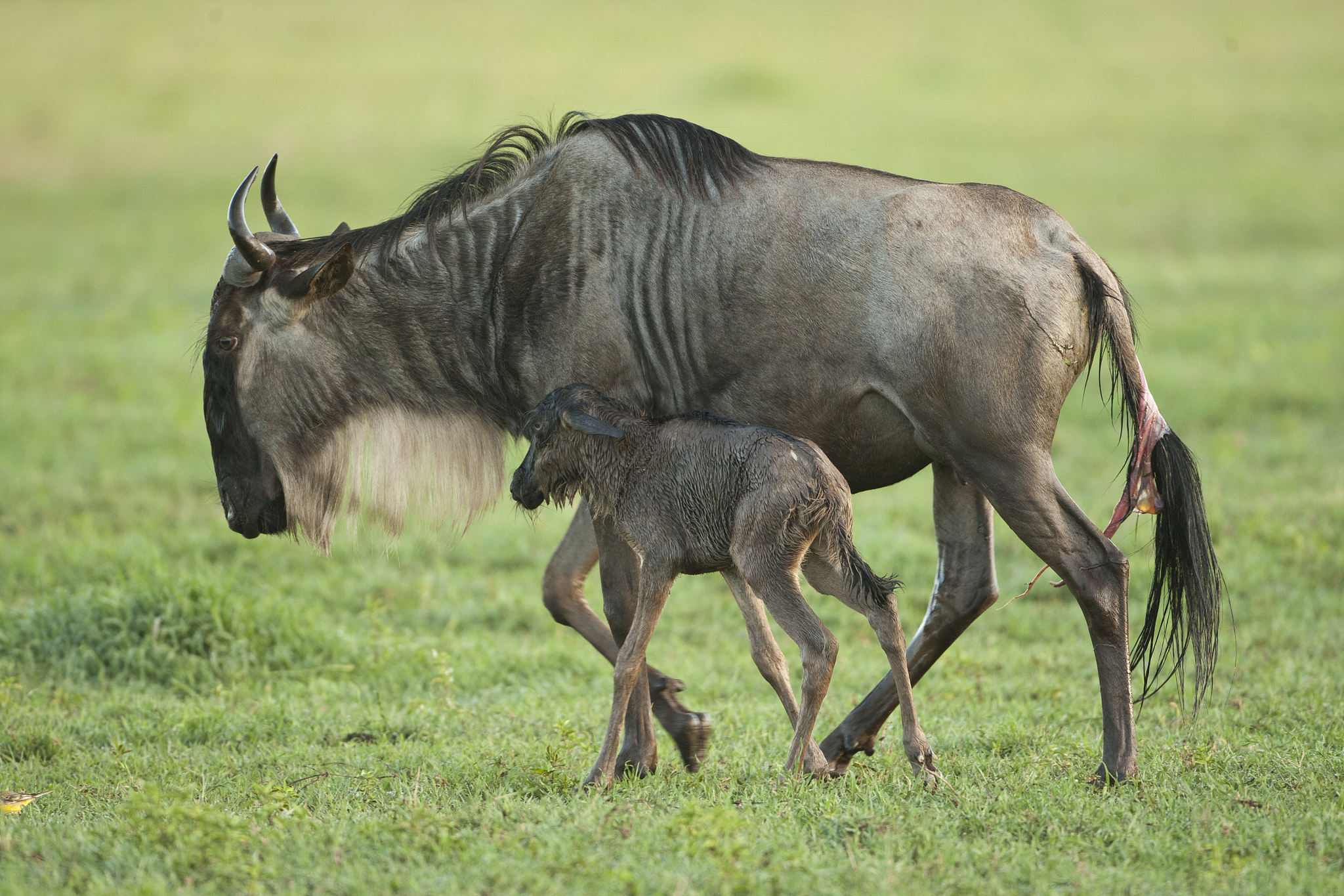 white bearded wildebeest, connochaetes taurinus, giving birth in