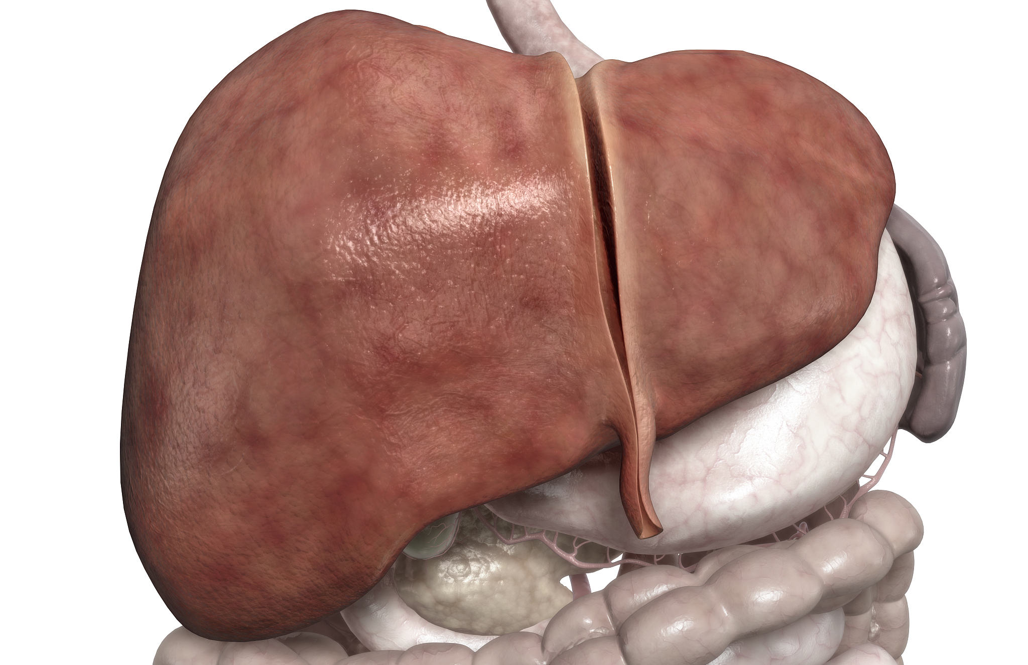 肝脏切除后可以再长吗？写一段200字科普