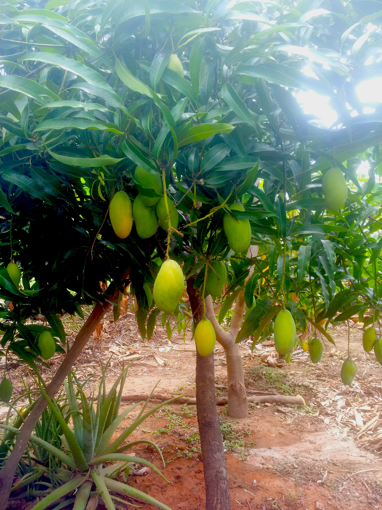 芒果夏季果实发育管理措施：完整指南