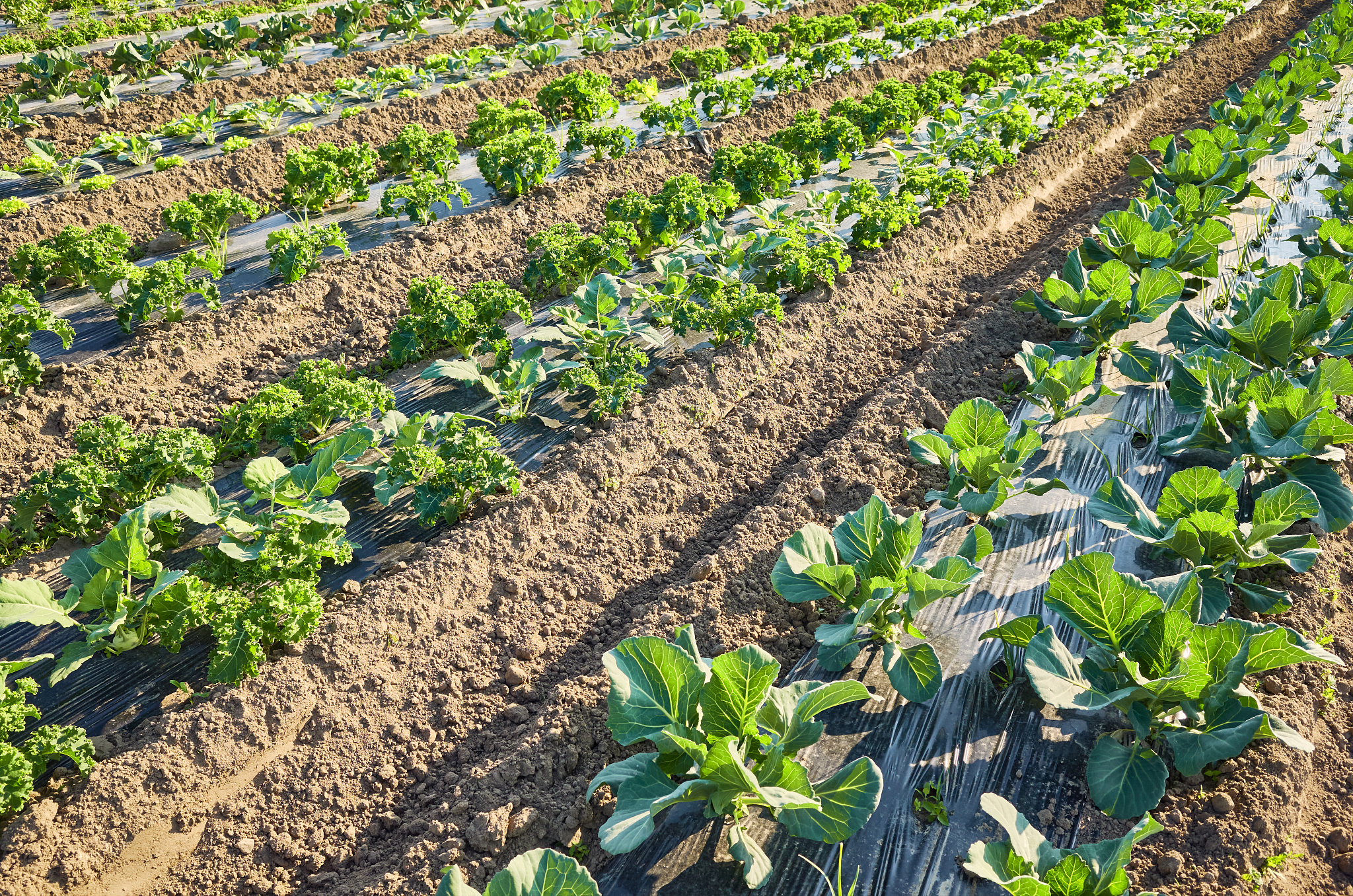 黑龙江农垦机械化学校现代农艺技术专业介绍 - 培养未来农业人才