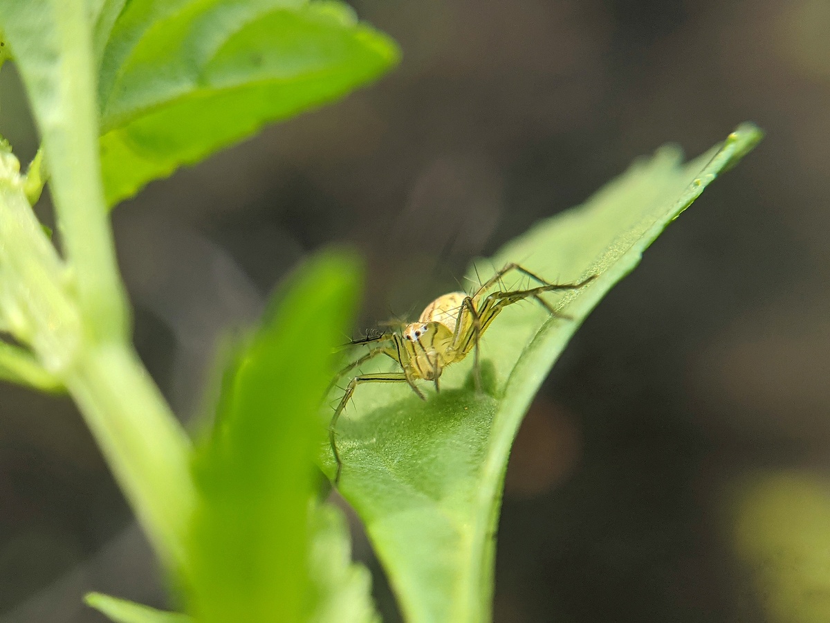 以《昆虫记》这本书简介蝉、蚂蚁、螳螂、绿蝈蝈、大孔雀蝶、象态橡栗象、蟋蟀、萤火虫、隧蜂、圣甲虫、金不甲每个100字