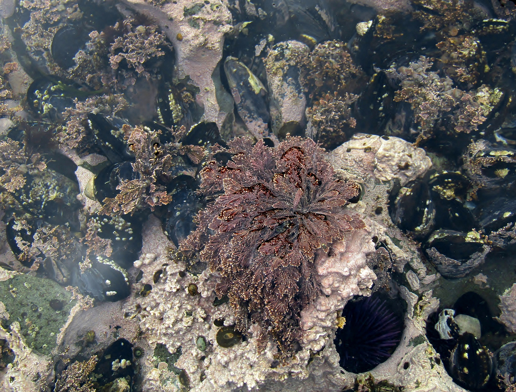 海上石油分解问题指什么