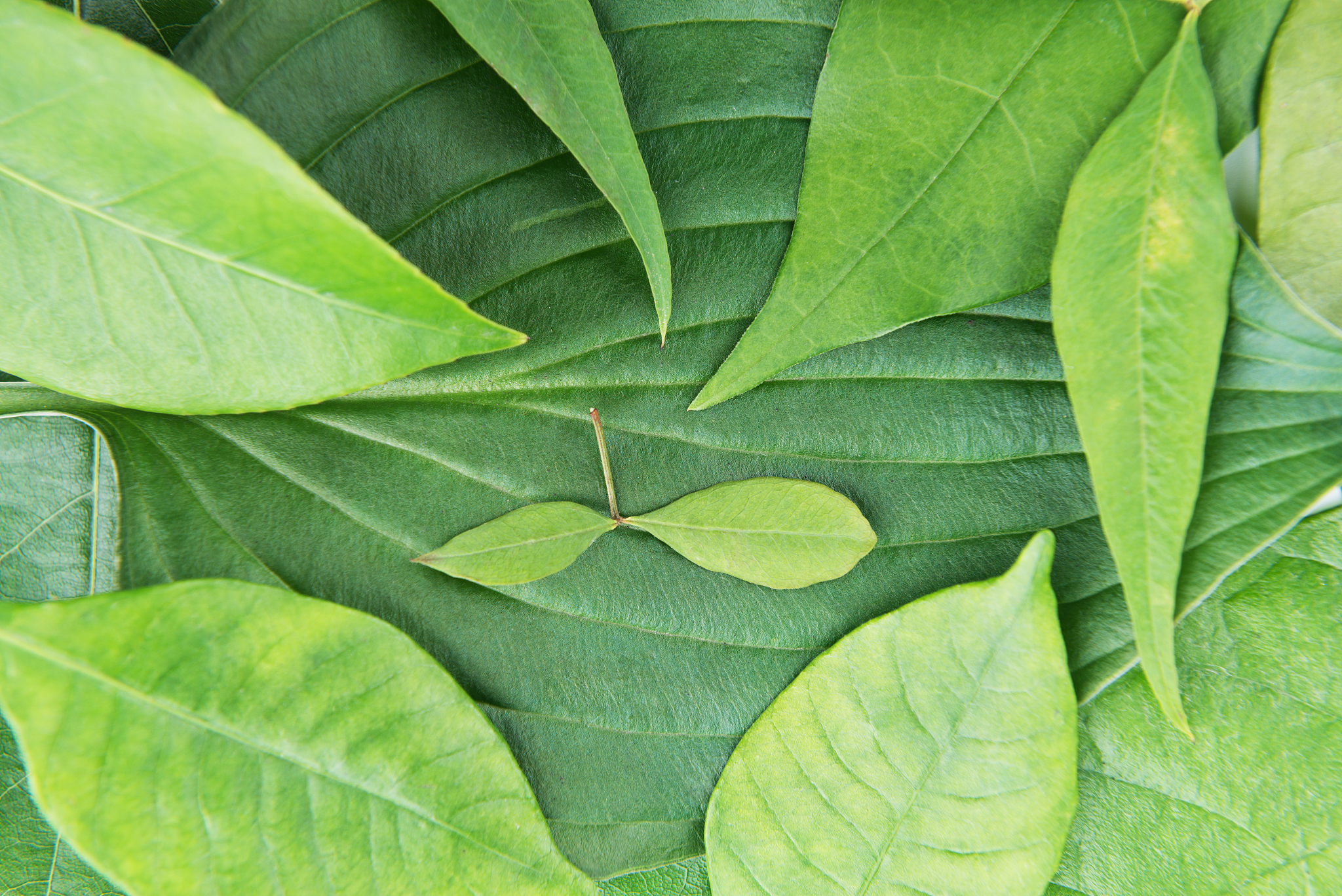 leaves backgrounds