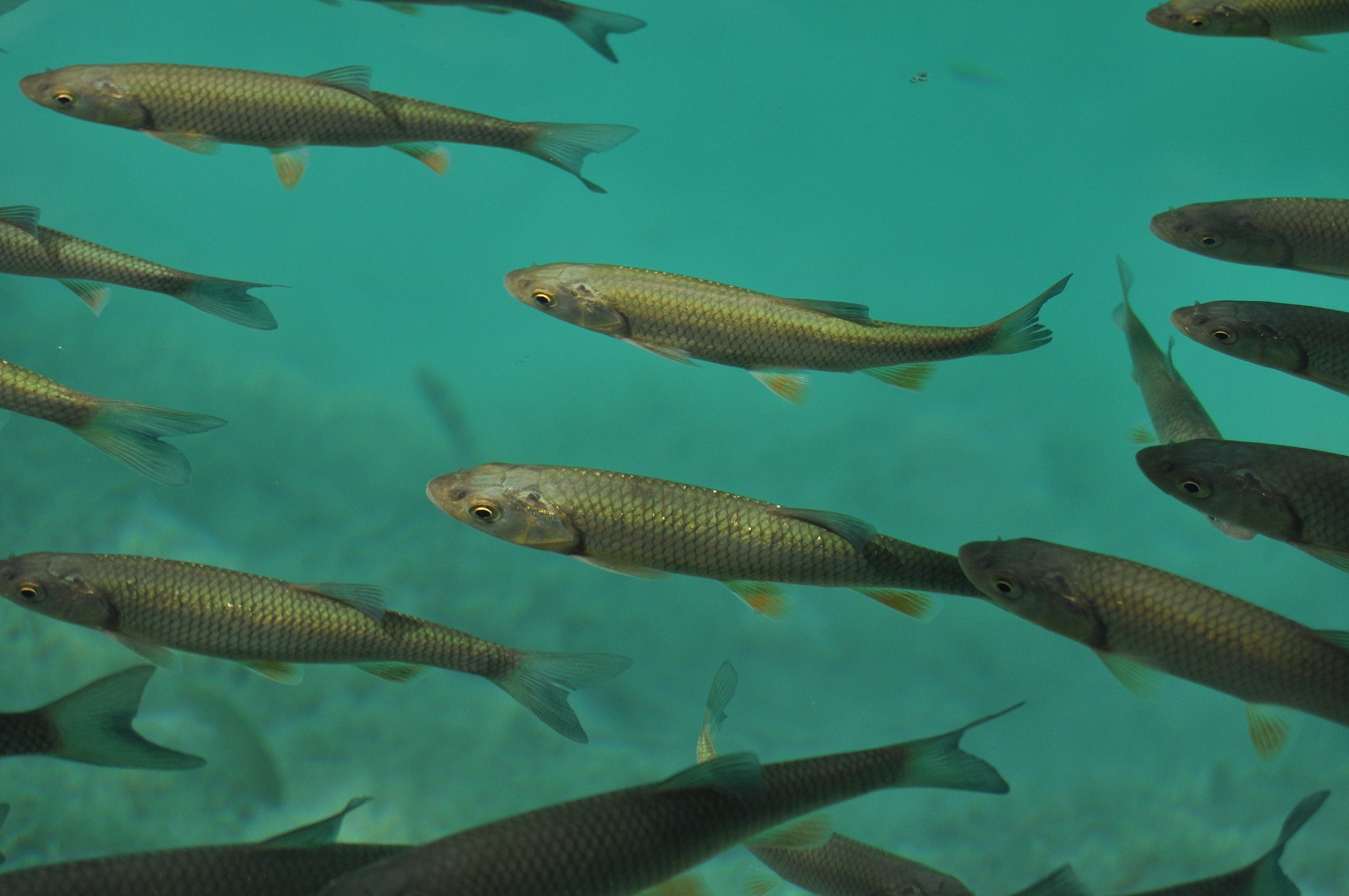 fish floating near the surface of the water in the overgrown lak