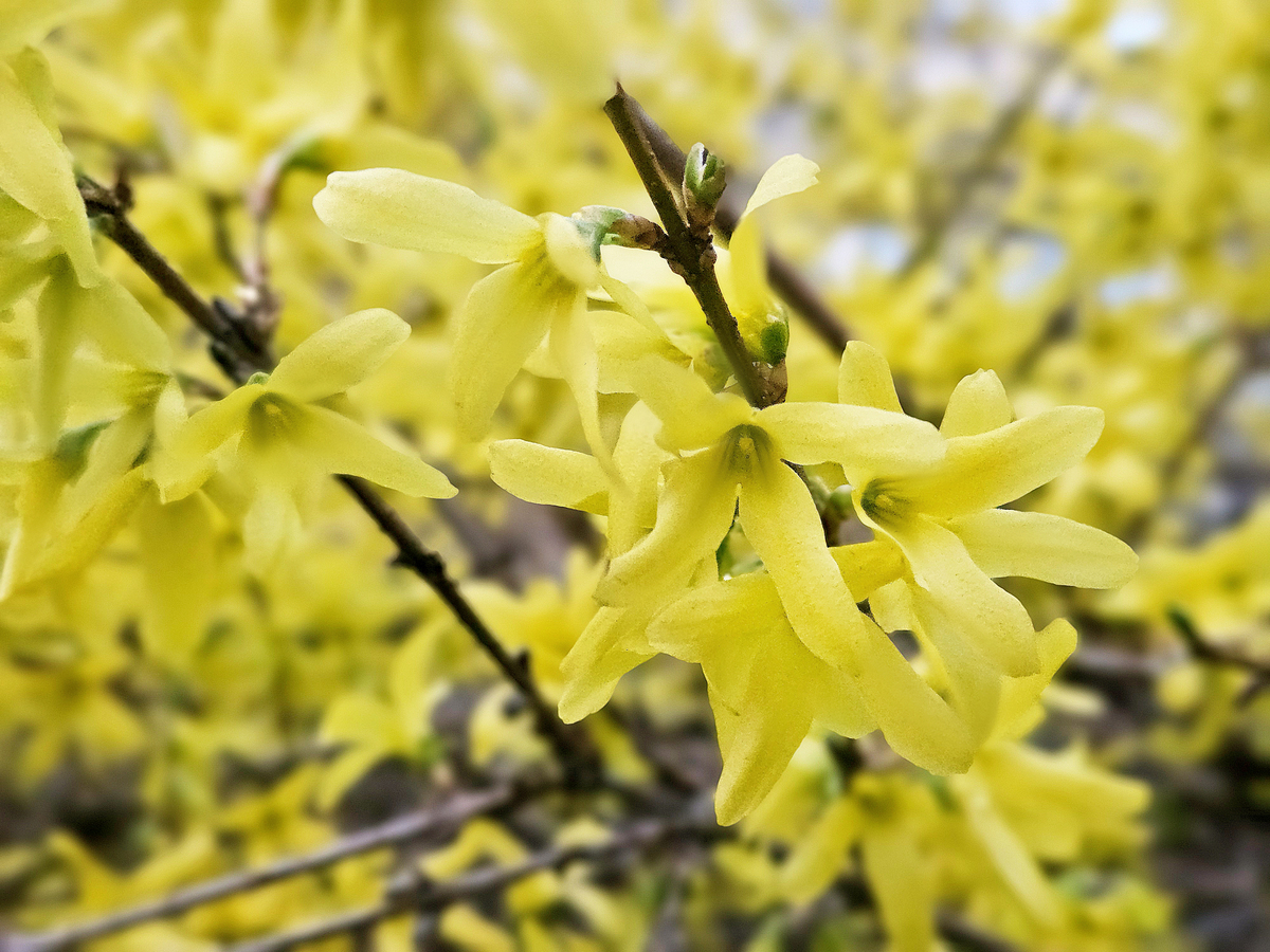 莲花清温是什么