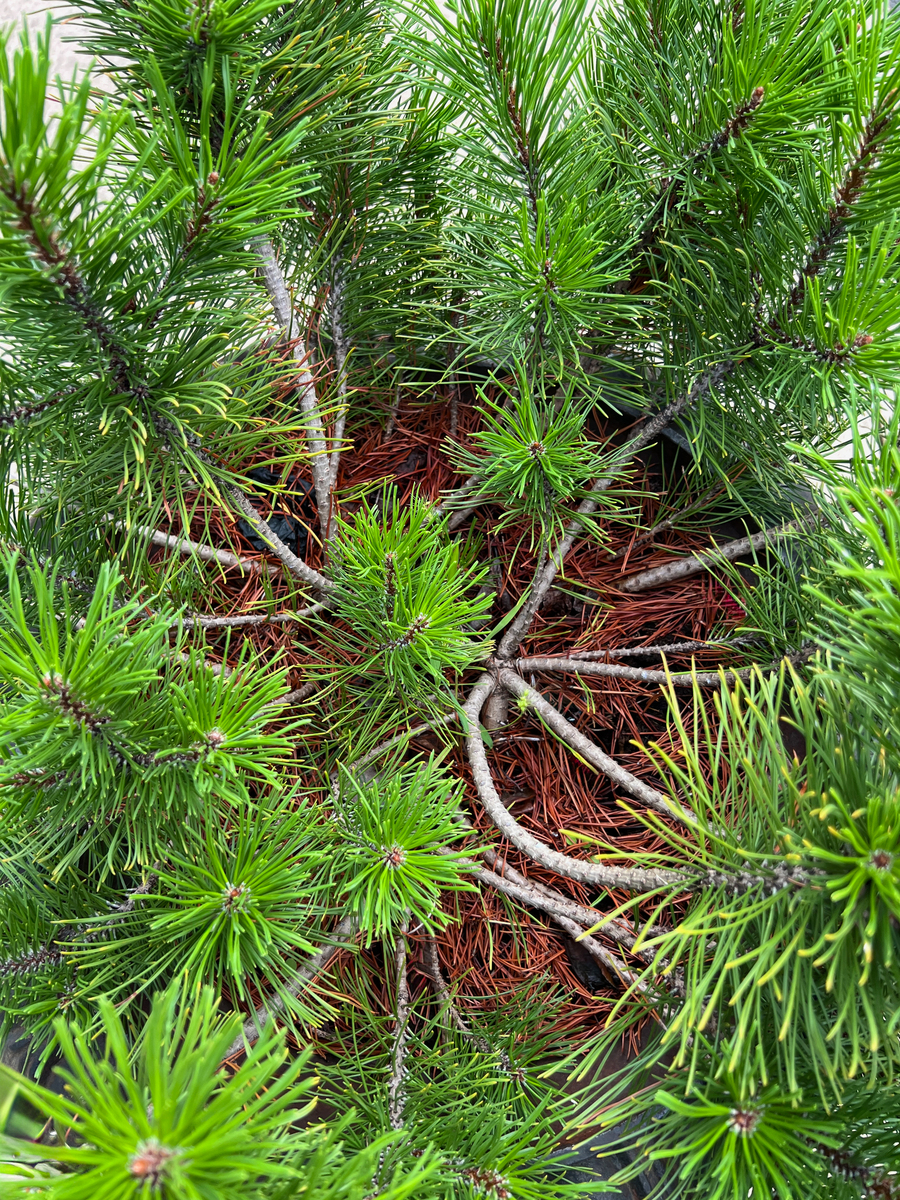 马尾松10年生长情况：高度、直径参考