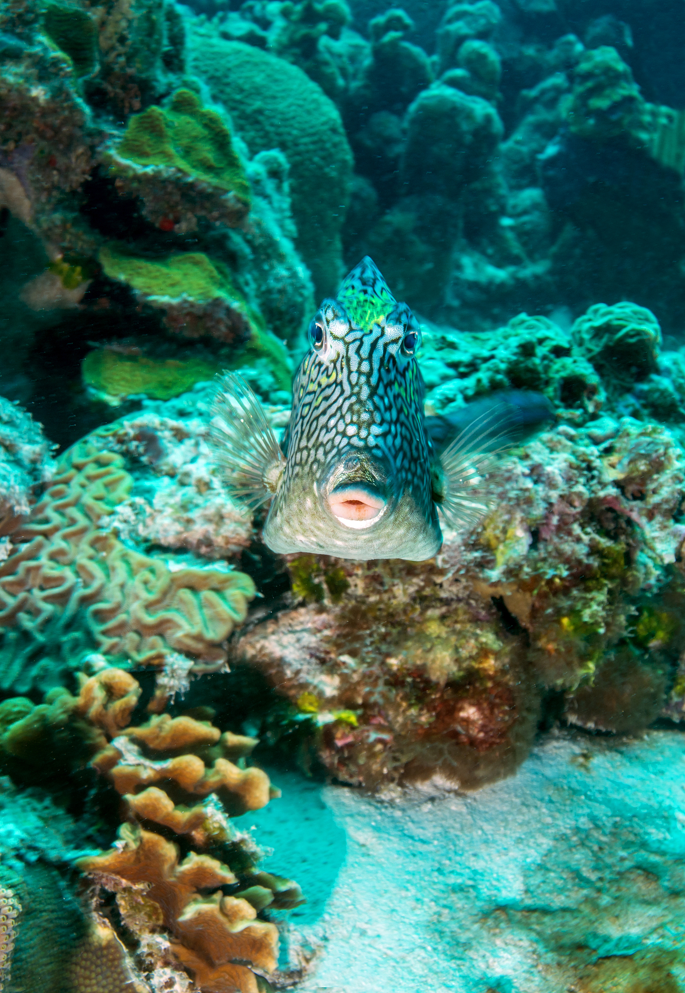 honeycomb cowfish swimming