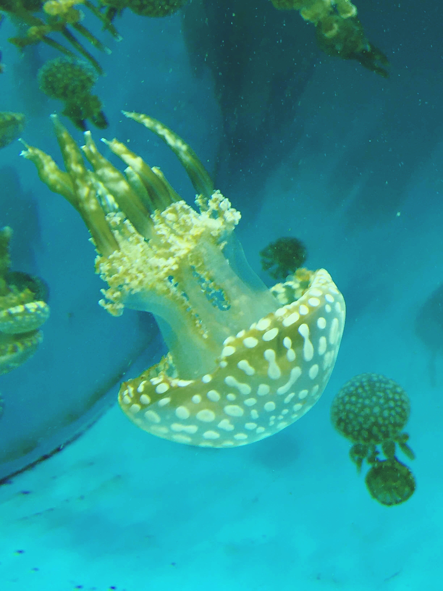 close-up of jelly fishes swimming in sea