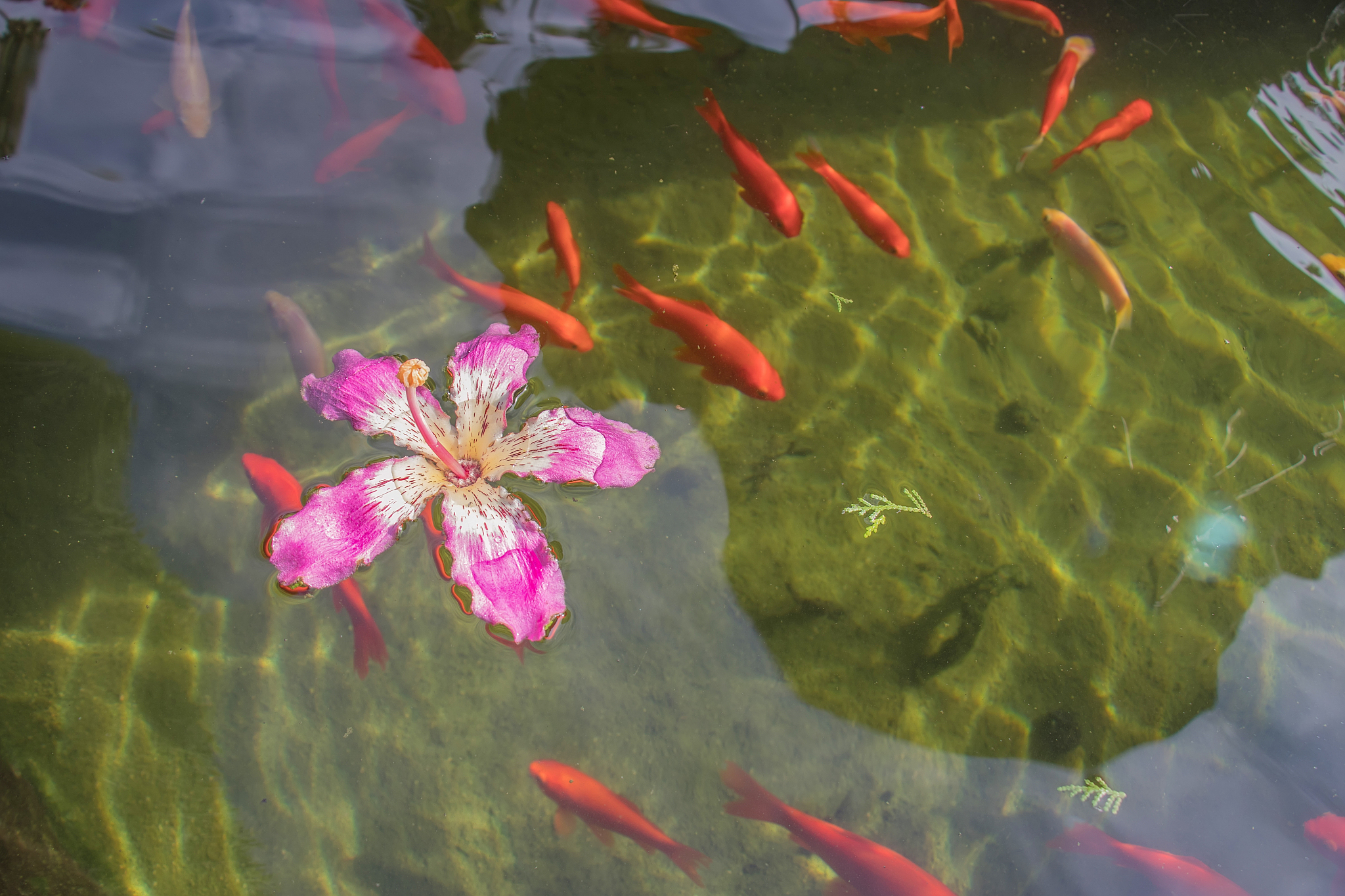 夏天里鱼儿最快乐仿写