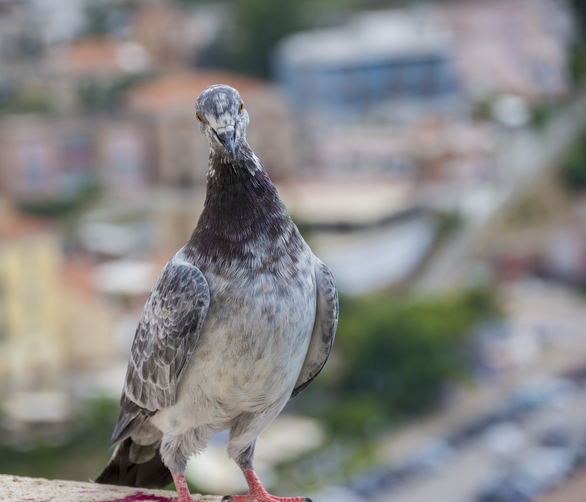 红卡奴配瓦灰鸽出啥色回答并拓展。