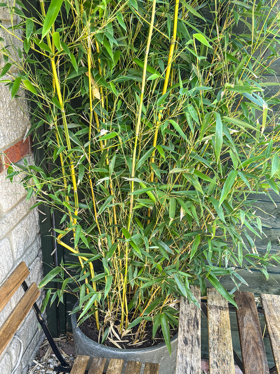 驱蚊竹的优缺点？