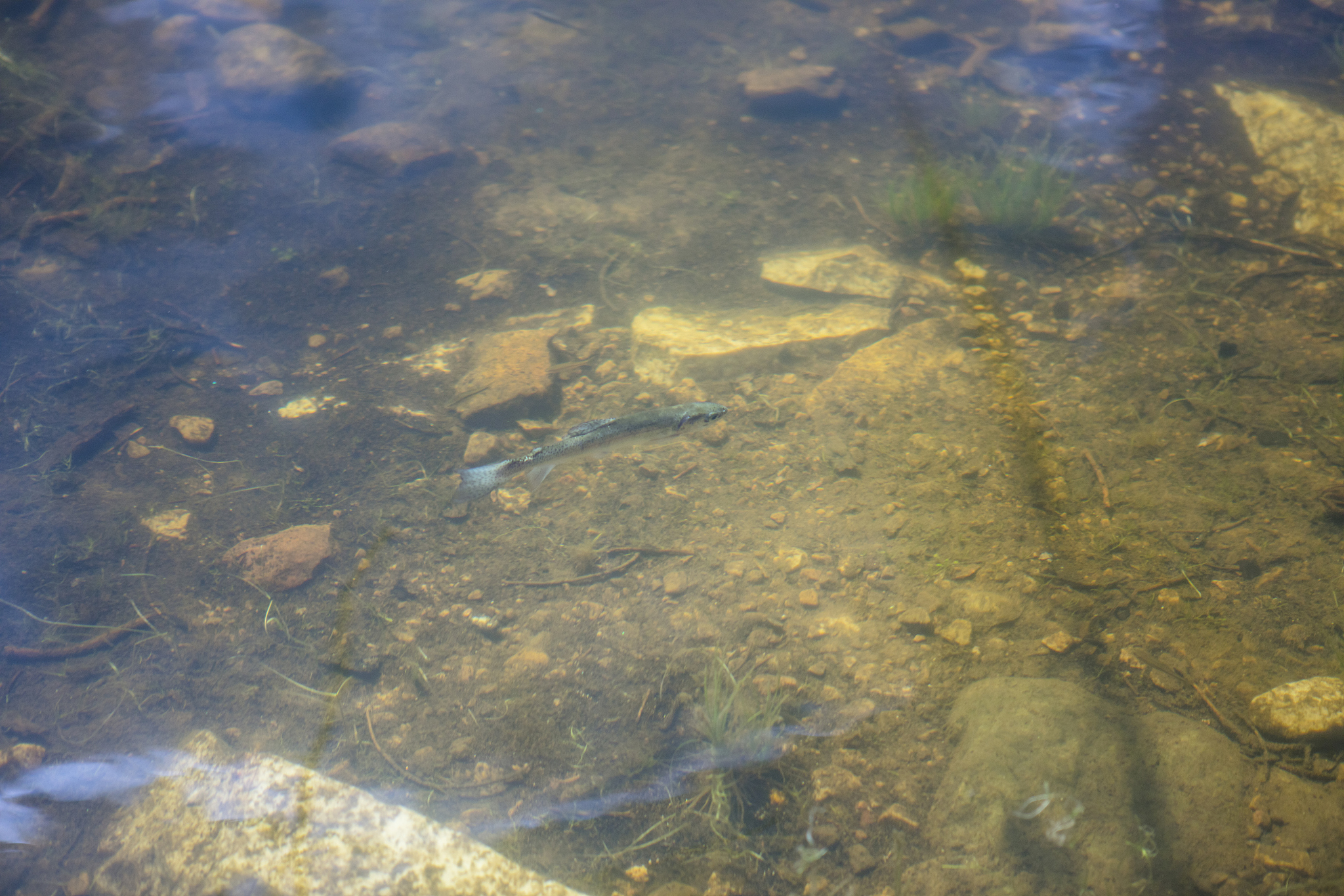 生物科学项目式活动：探索生命奥秘，激发科学兴趣