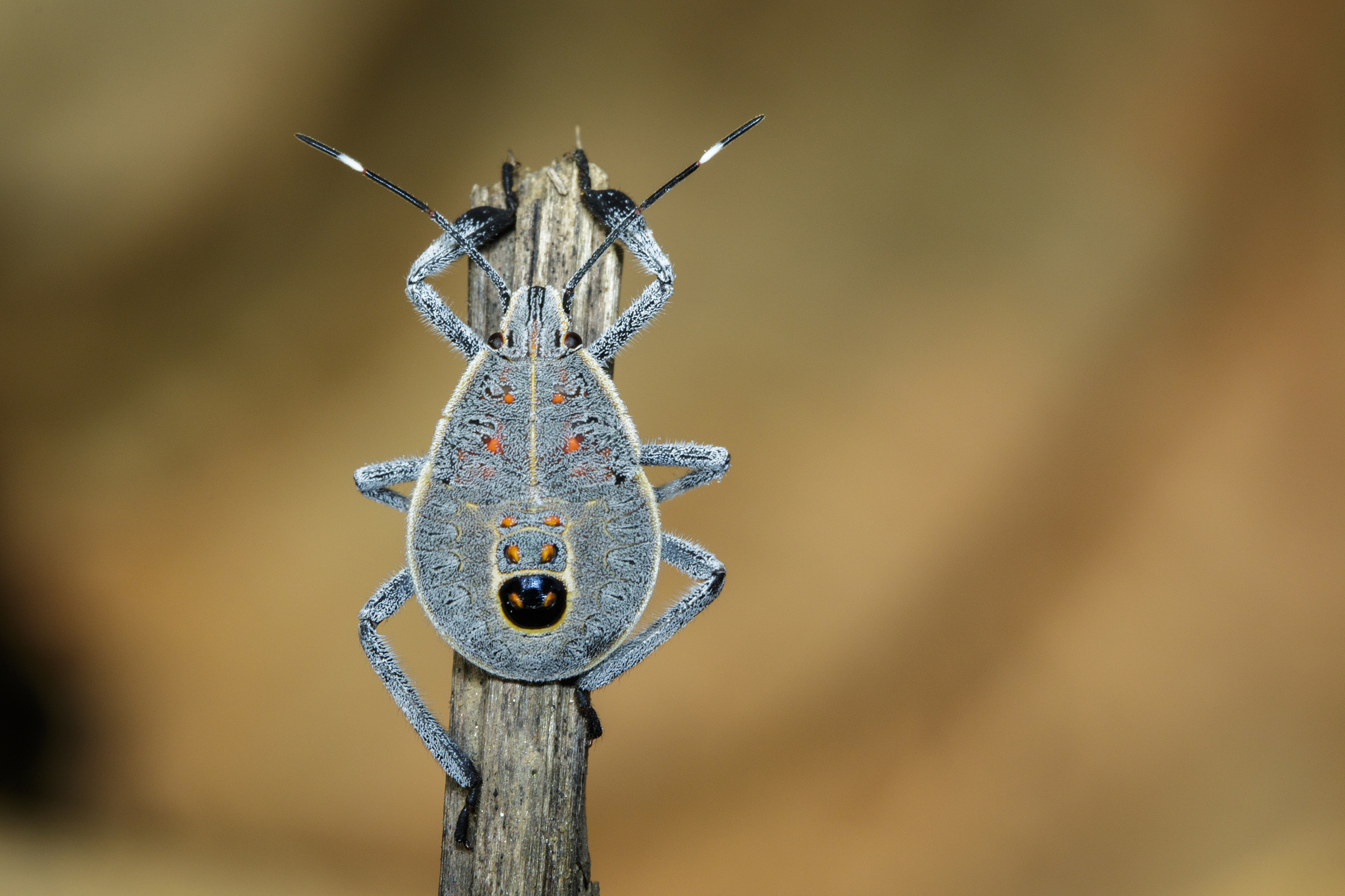 image of hemiptera bug on a brown branch. insect. animal
