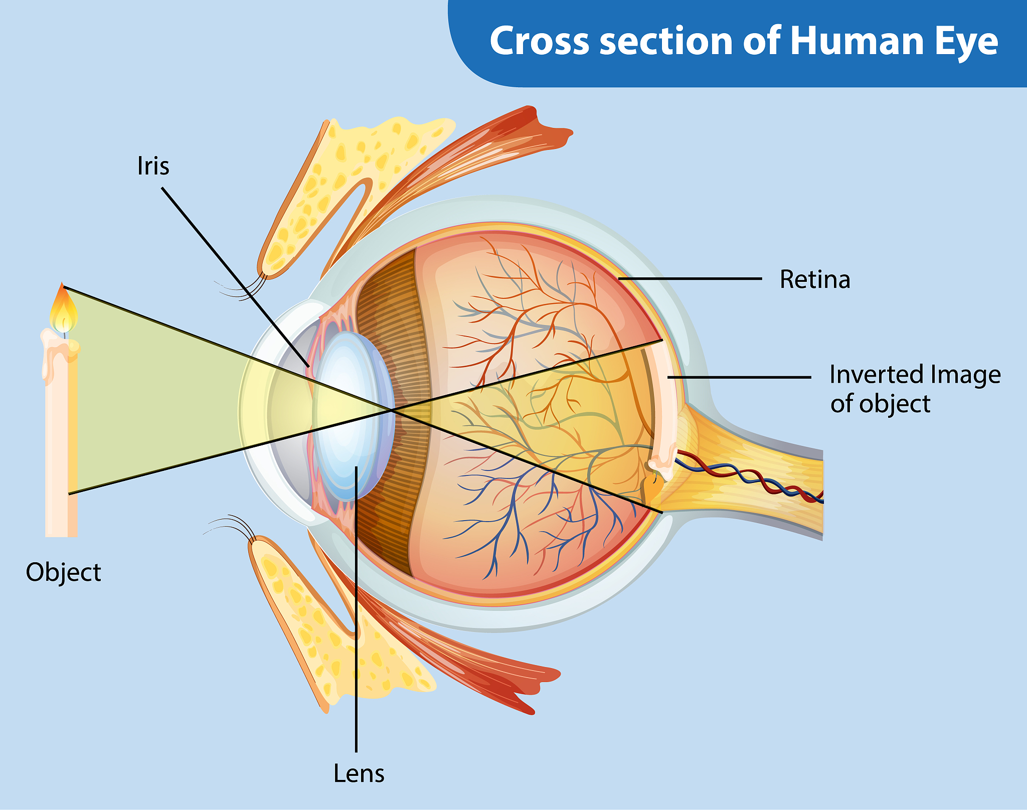 眼横径(Transverse Diameter of the Eye): 定义及相关术语