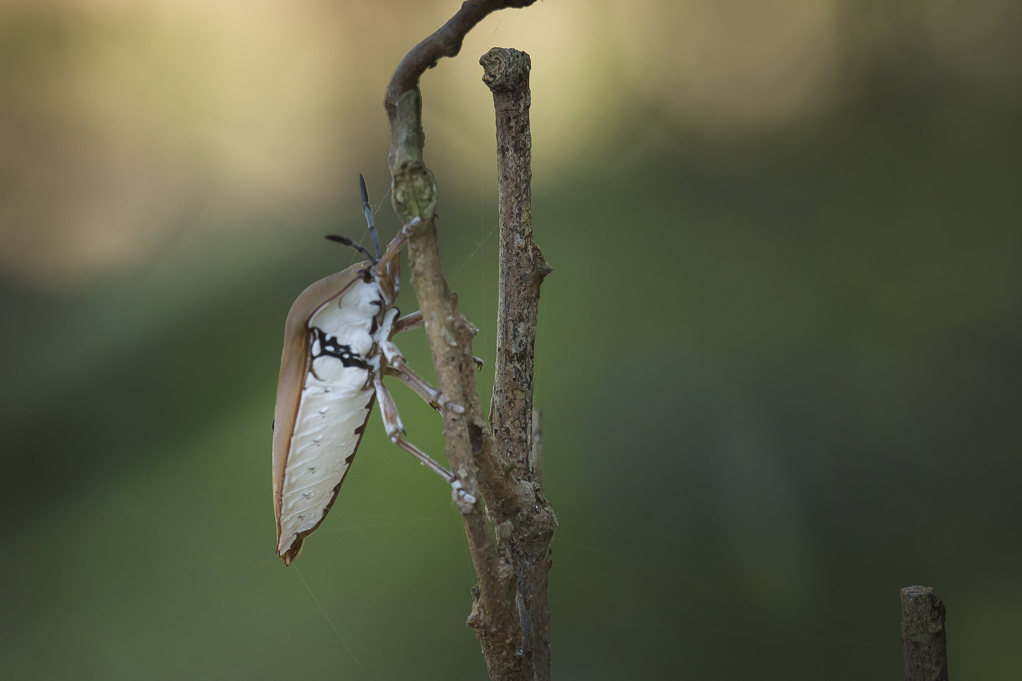 狱咏蝉：困境中的希望与自由