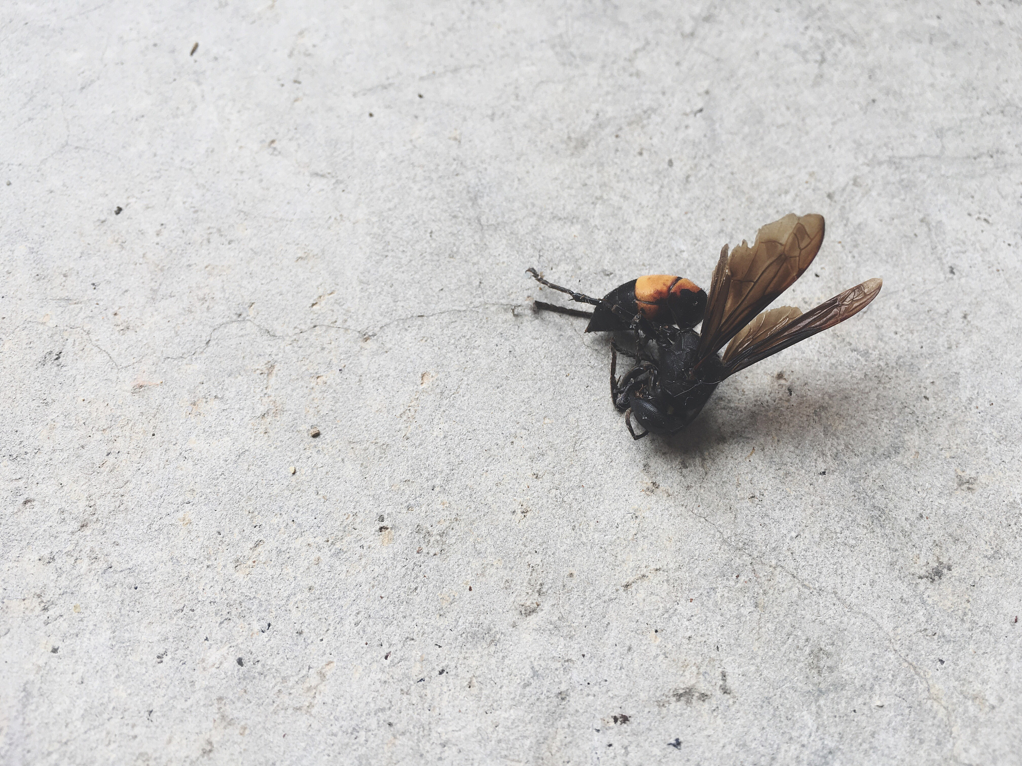 Insect Science 期刊 - 昆虫科学研究的权威平台