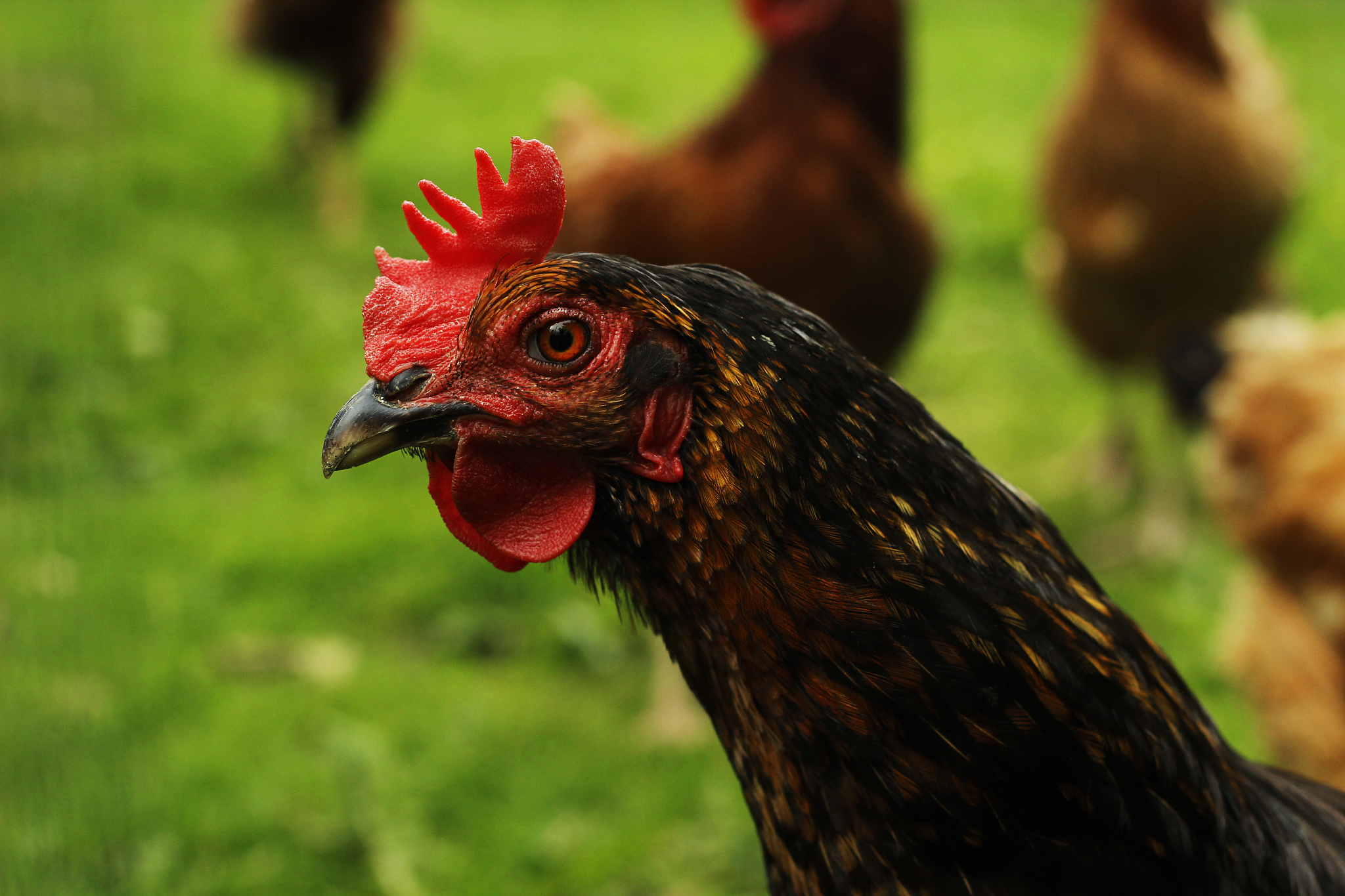 free range chickens.