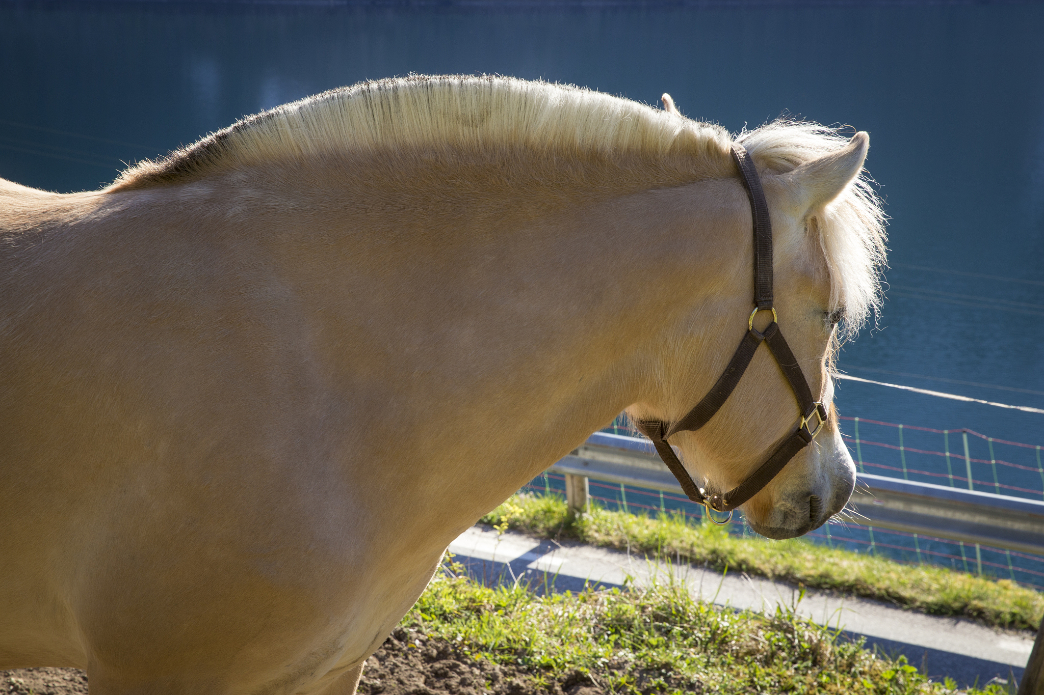 norwegian fjord horse