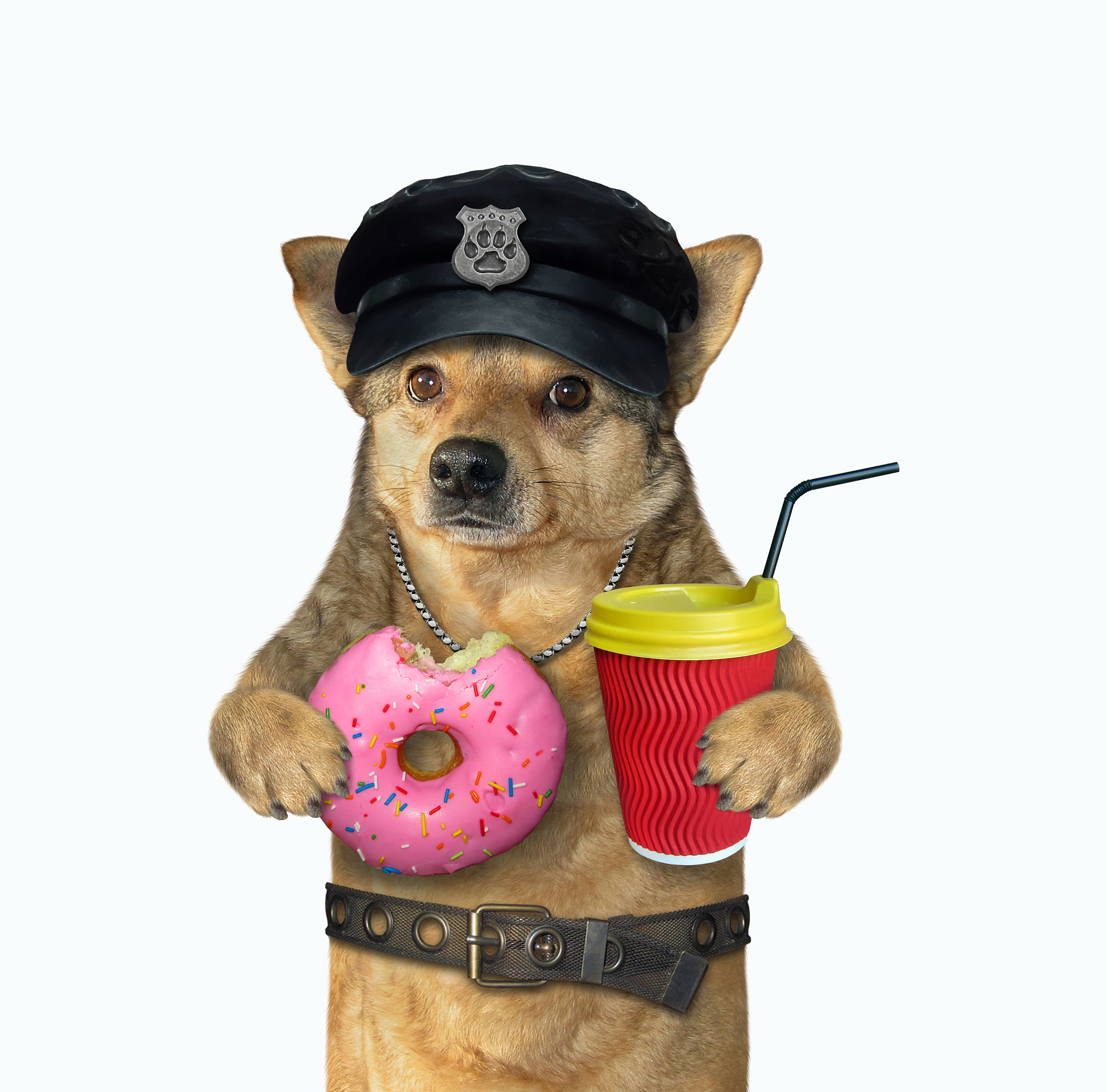 会说话的小狗：酒吧里的咖啡爱好者