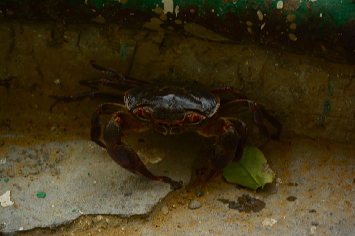 母蟹最佳体重：如何判断你的母蟹是否健康？