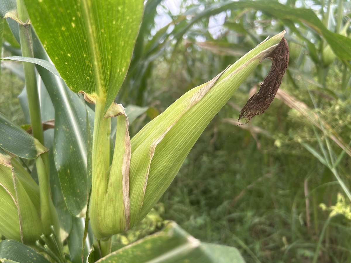 玉米霜冻损伤对产量的影响及修剪效果评估