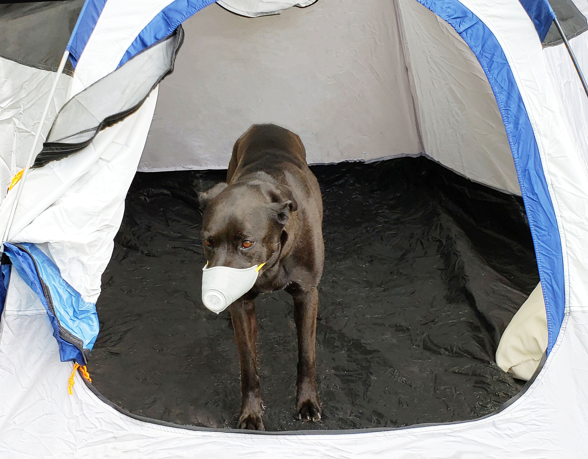 canine social distancing