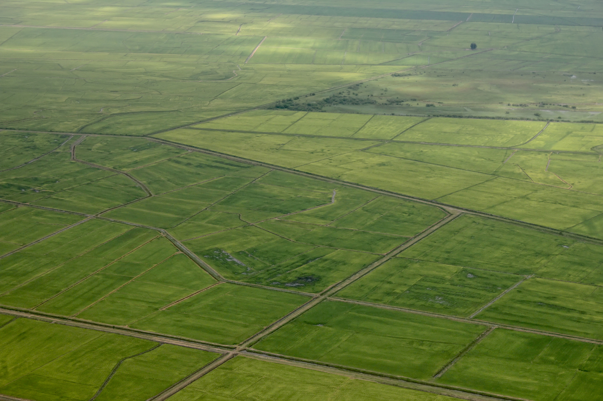 plantations