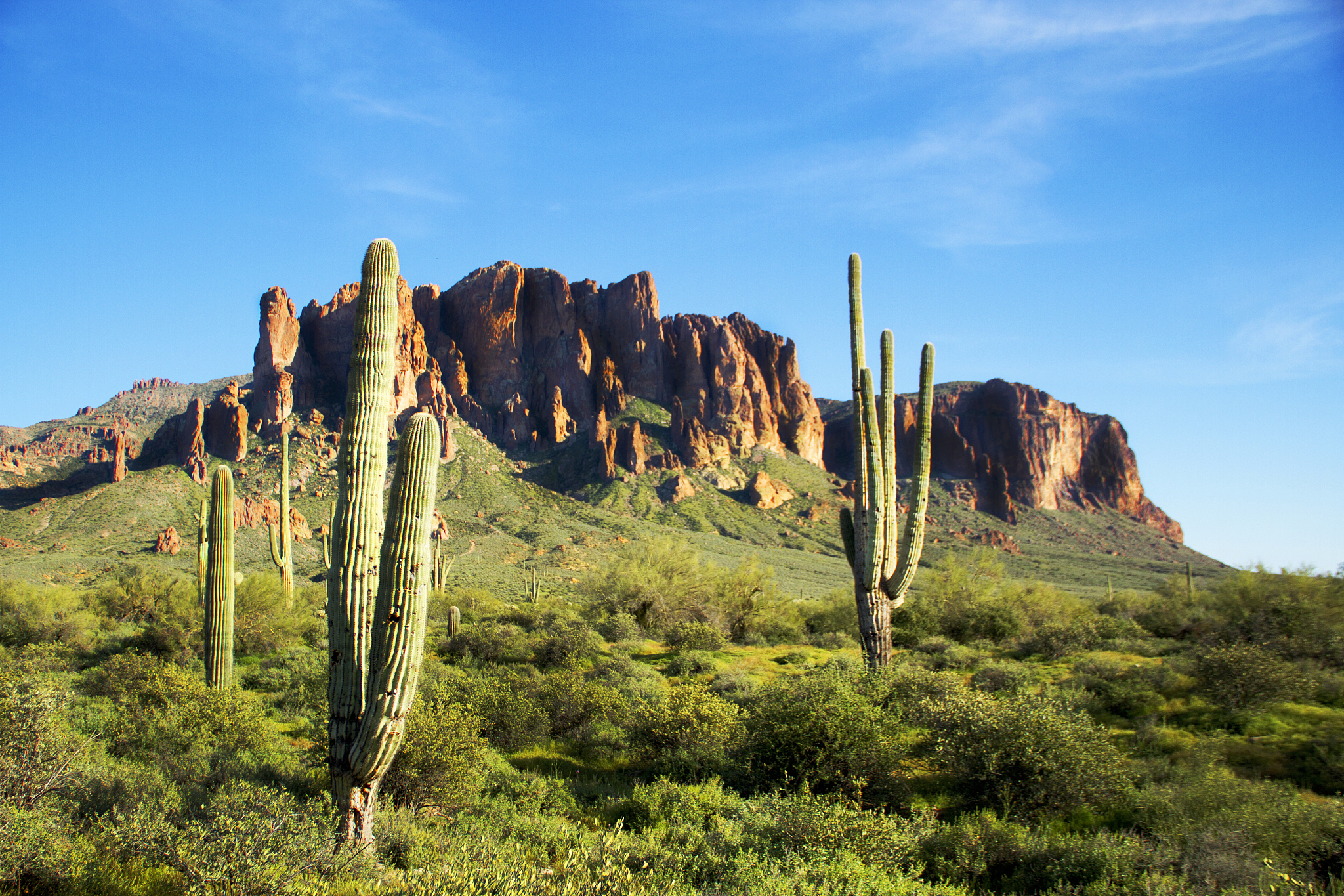 saguaro cacti in superstition mountains